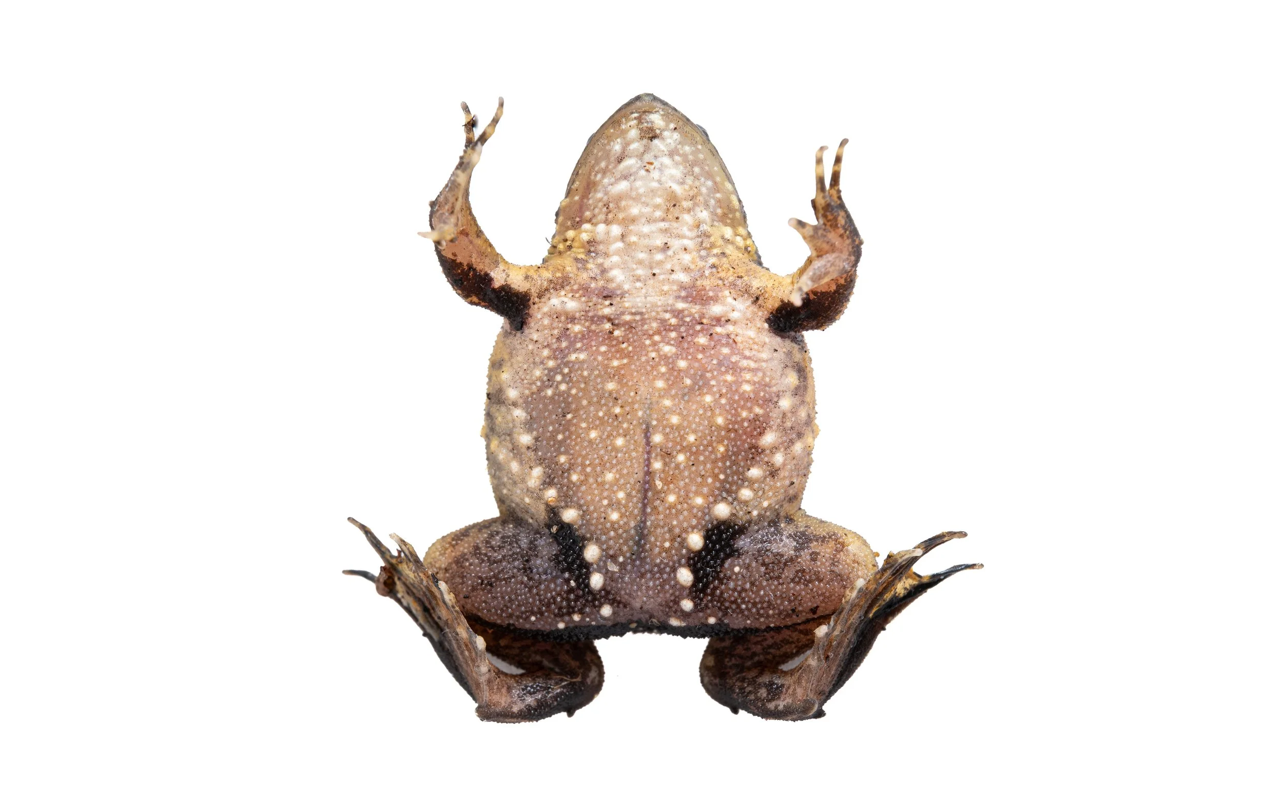 Floating Frog - Occidozyga lima