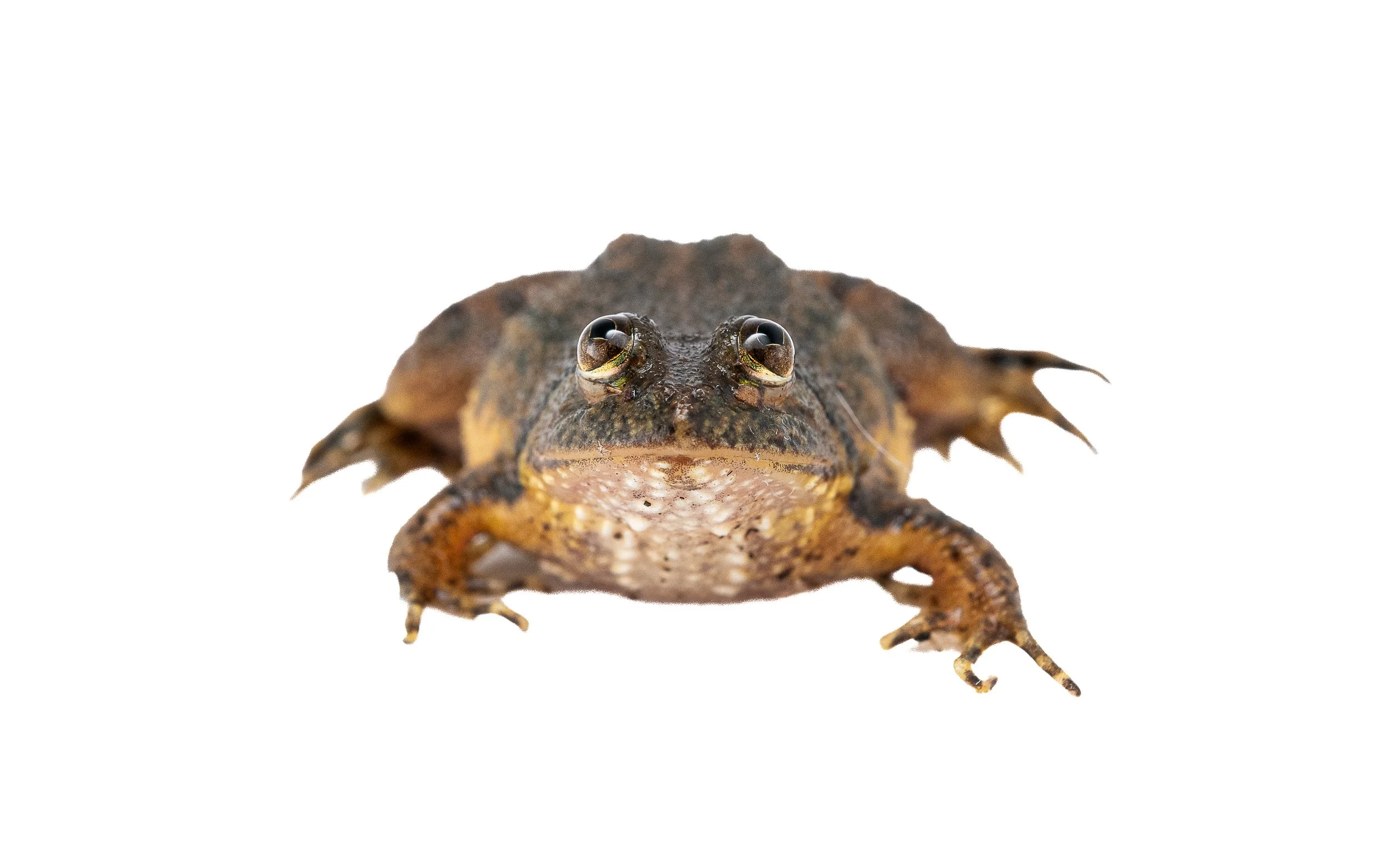Floating Frog - Occidozyga lima