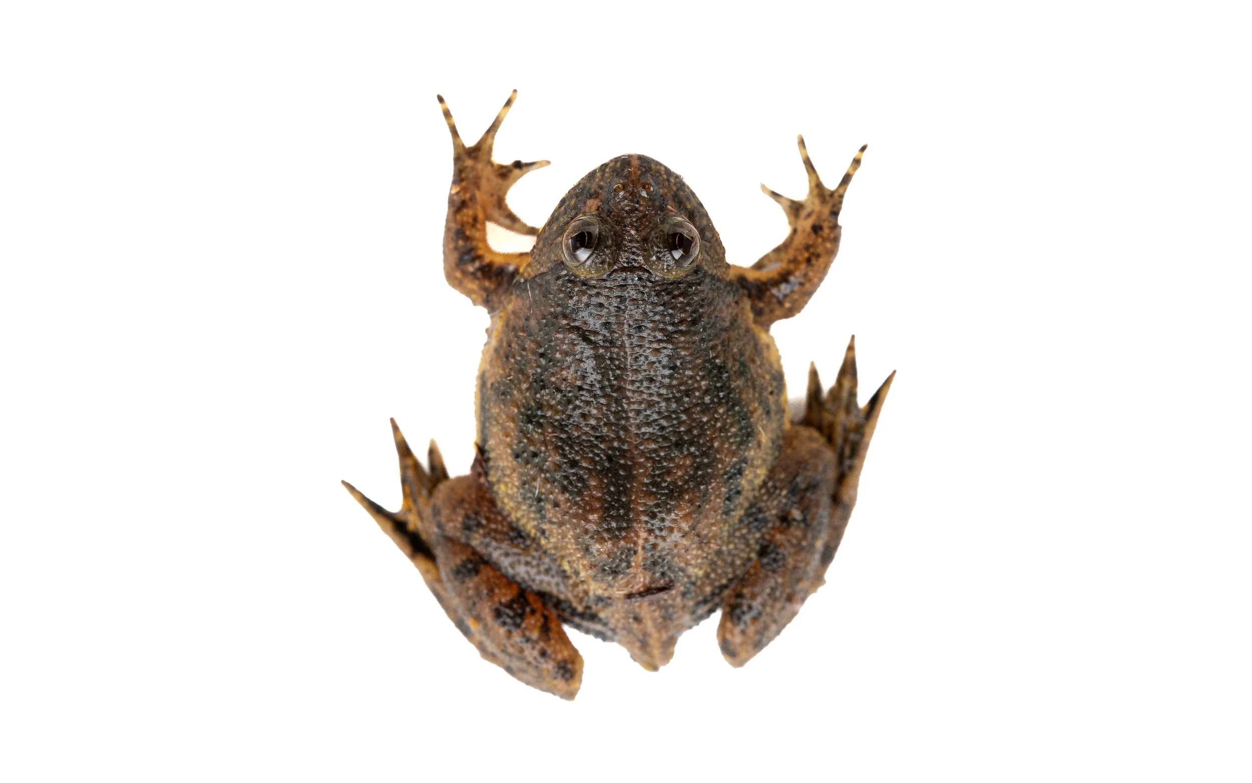 Floating Frog - Occidozyga lima