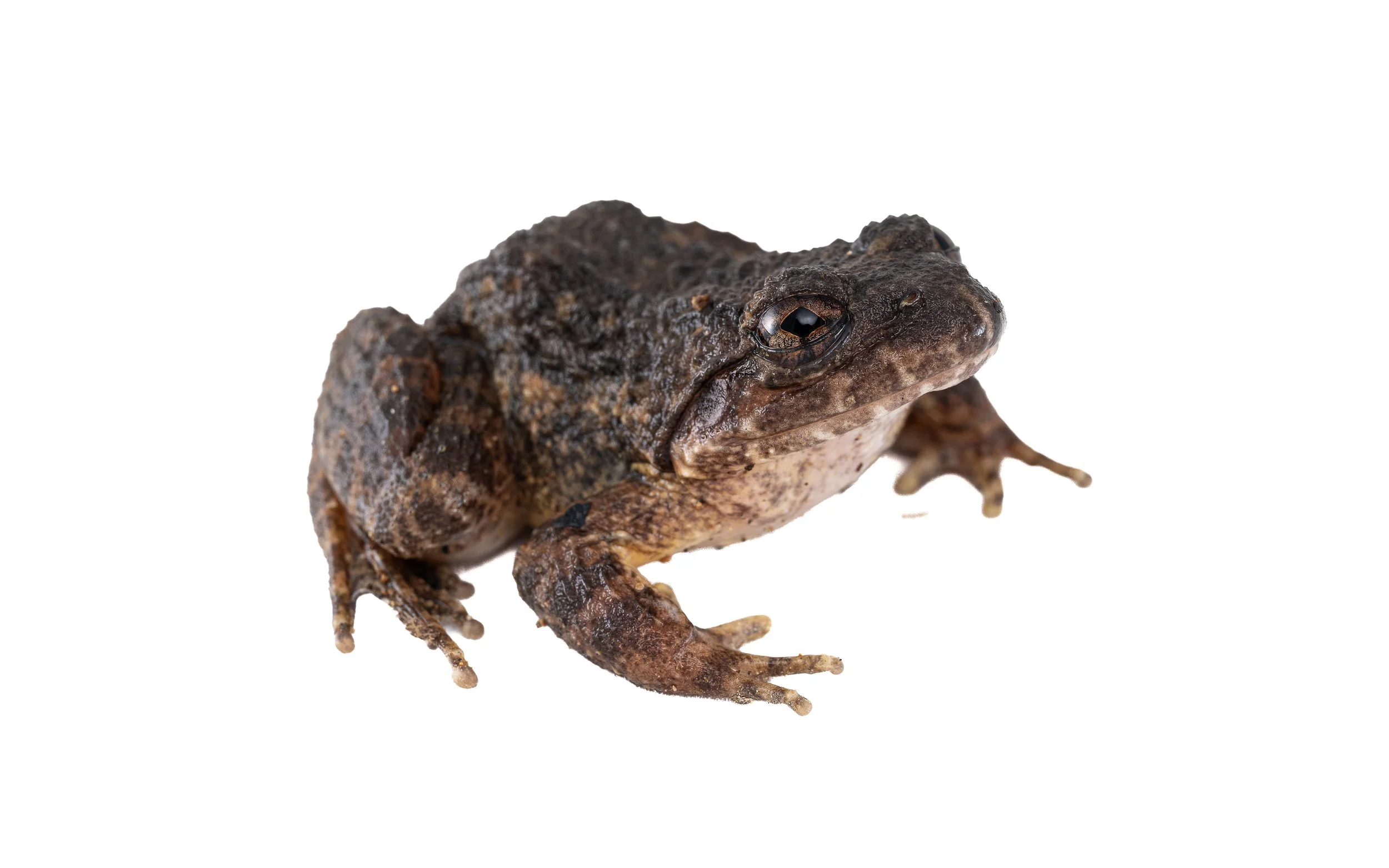 Lesser-spiny frog - Quasipaa exsilispinosa