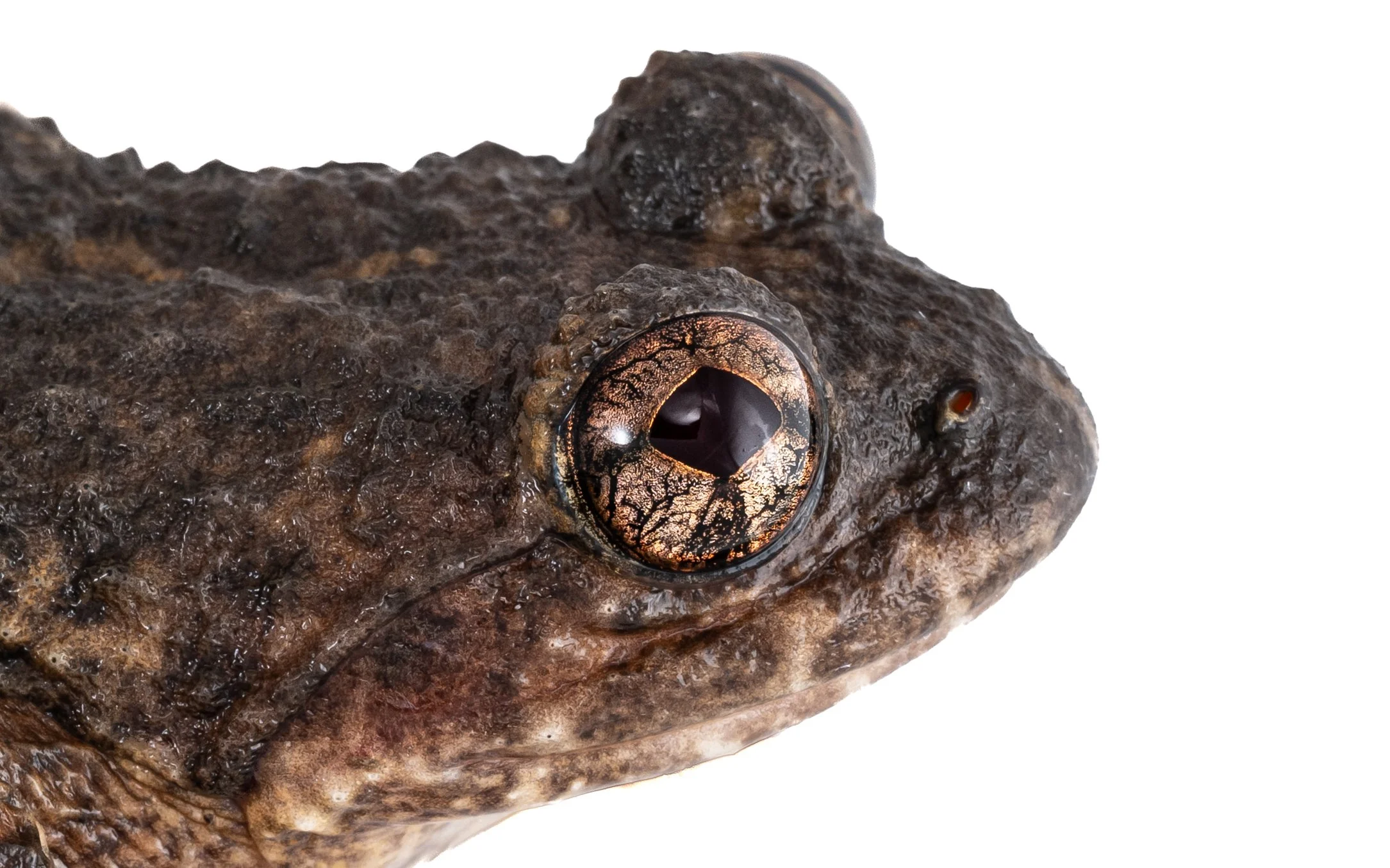 Lesser-spiny frog - Quasipaa exsilispinosa