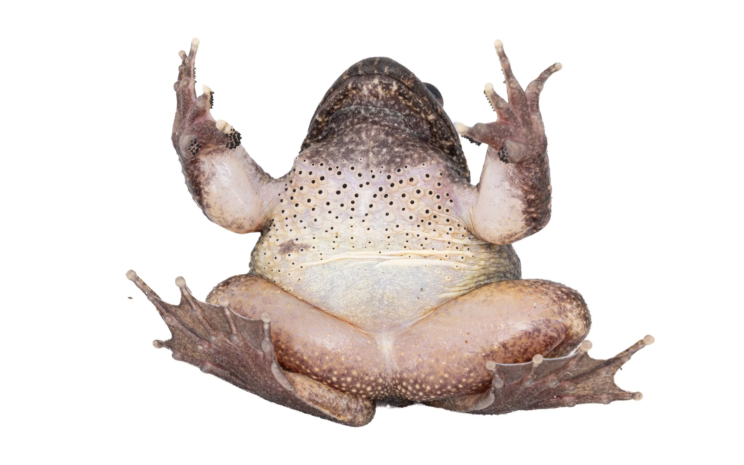Lesser-spiny frog - Quasipaa exsilispinosa