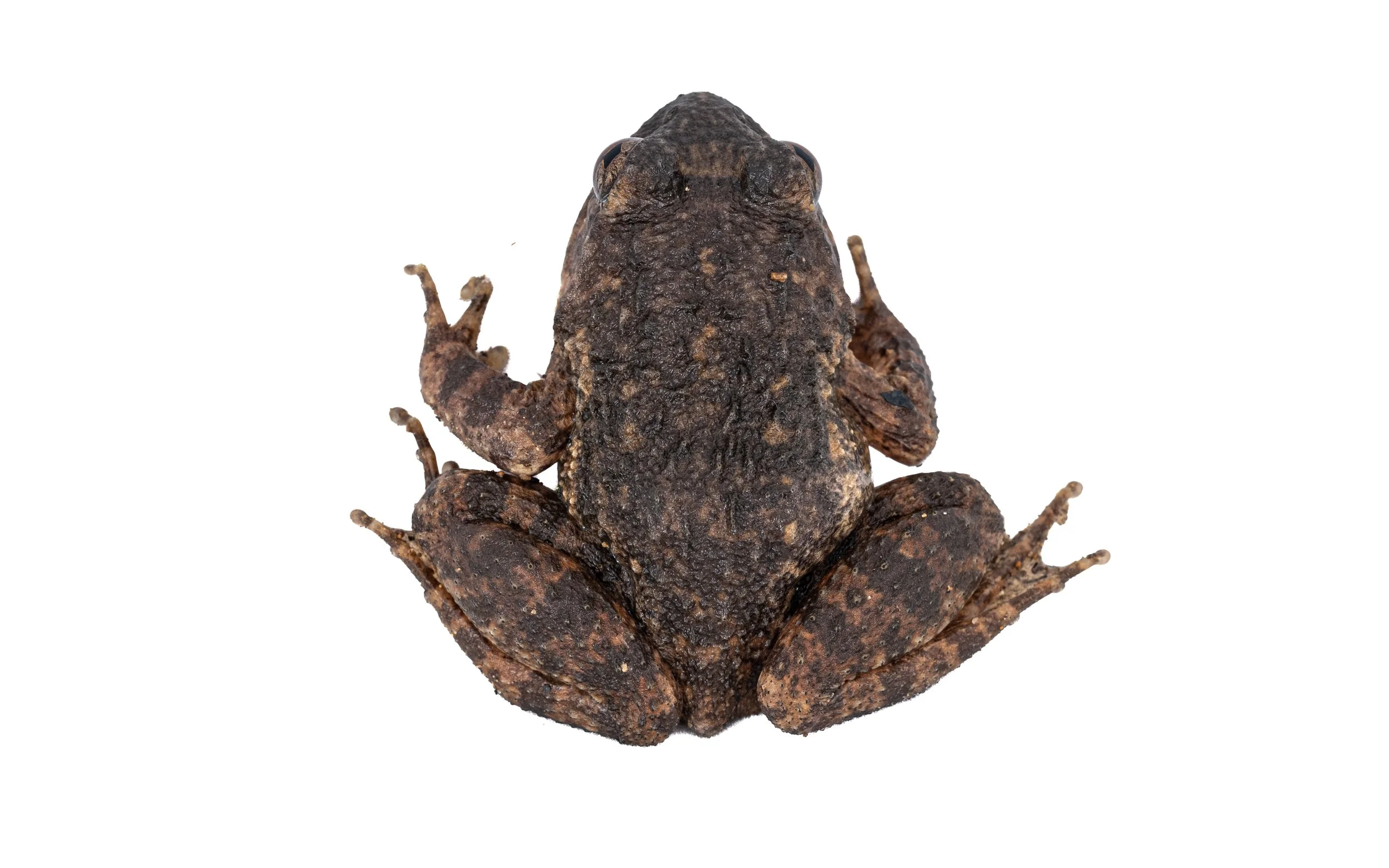 Lesser-spiny frog - Quasipaa exsilispinosa