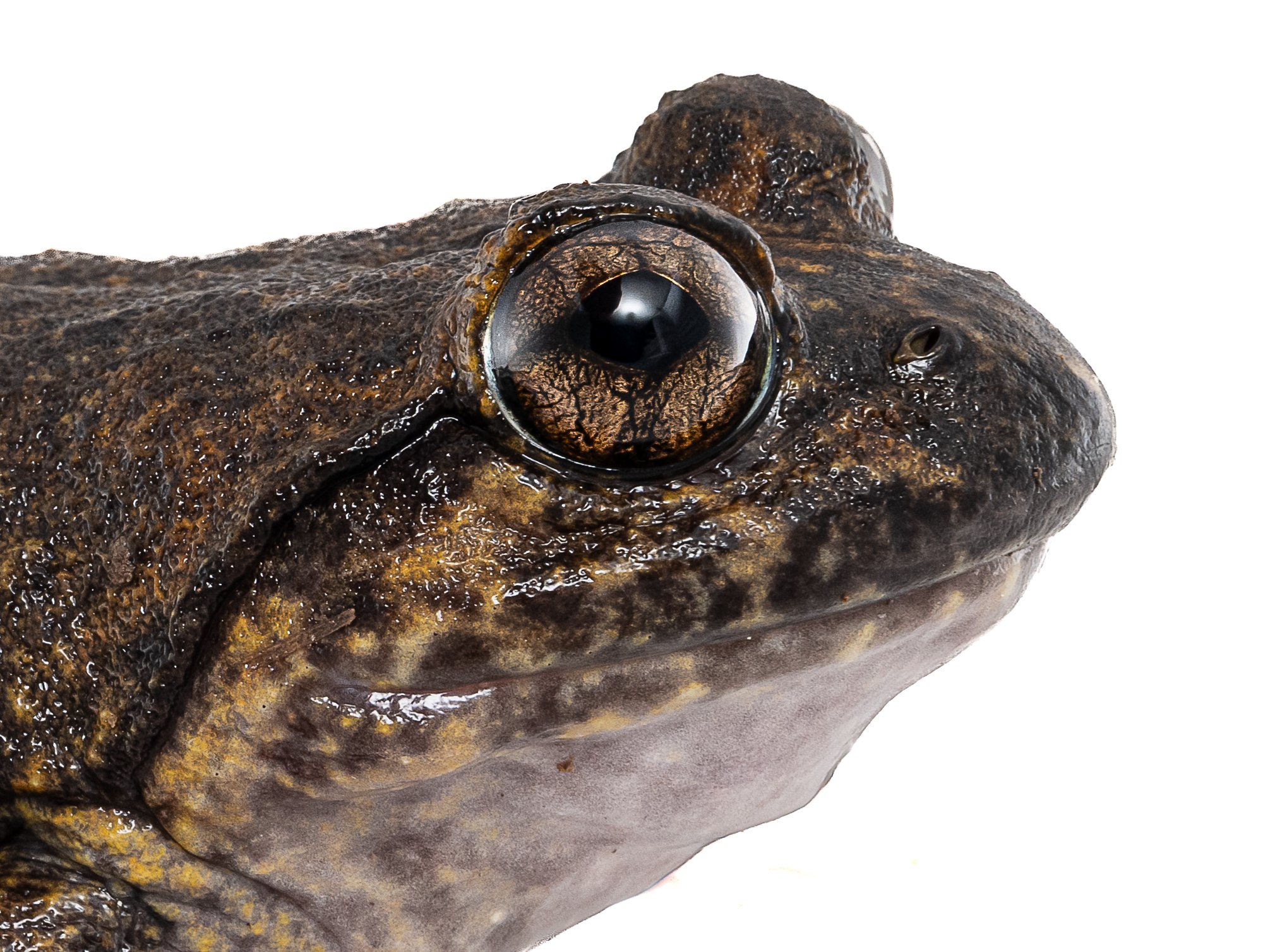Giant Spiny Frog - Quasipaa spinosa