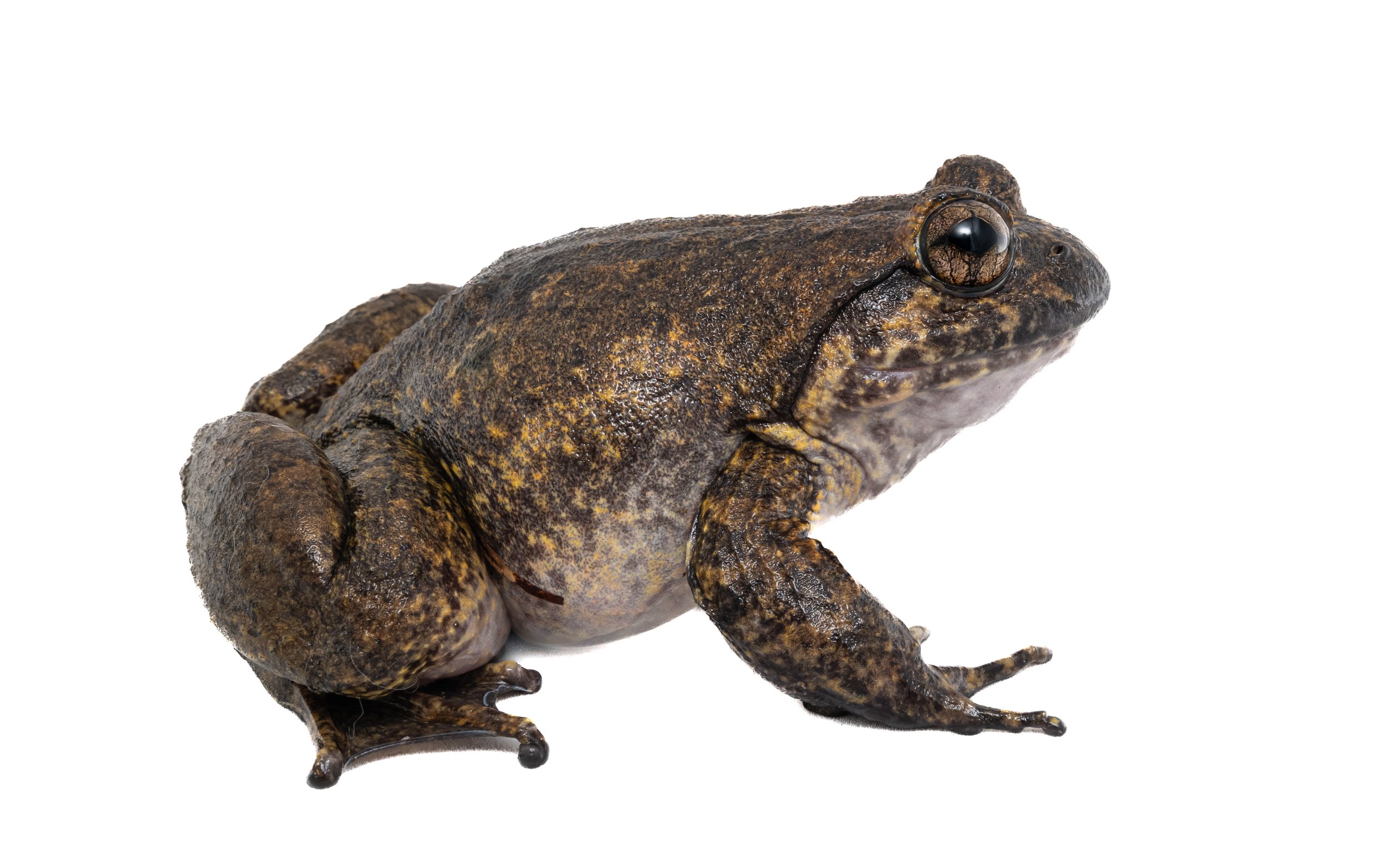 Giant Spiny Frog - Quasipaa spinosa