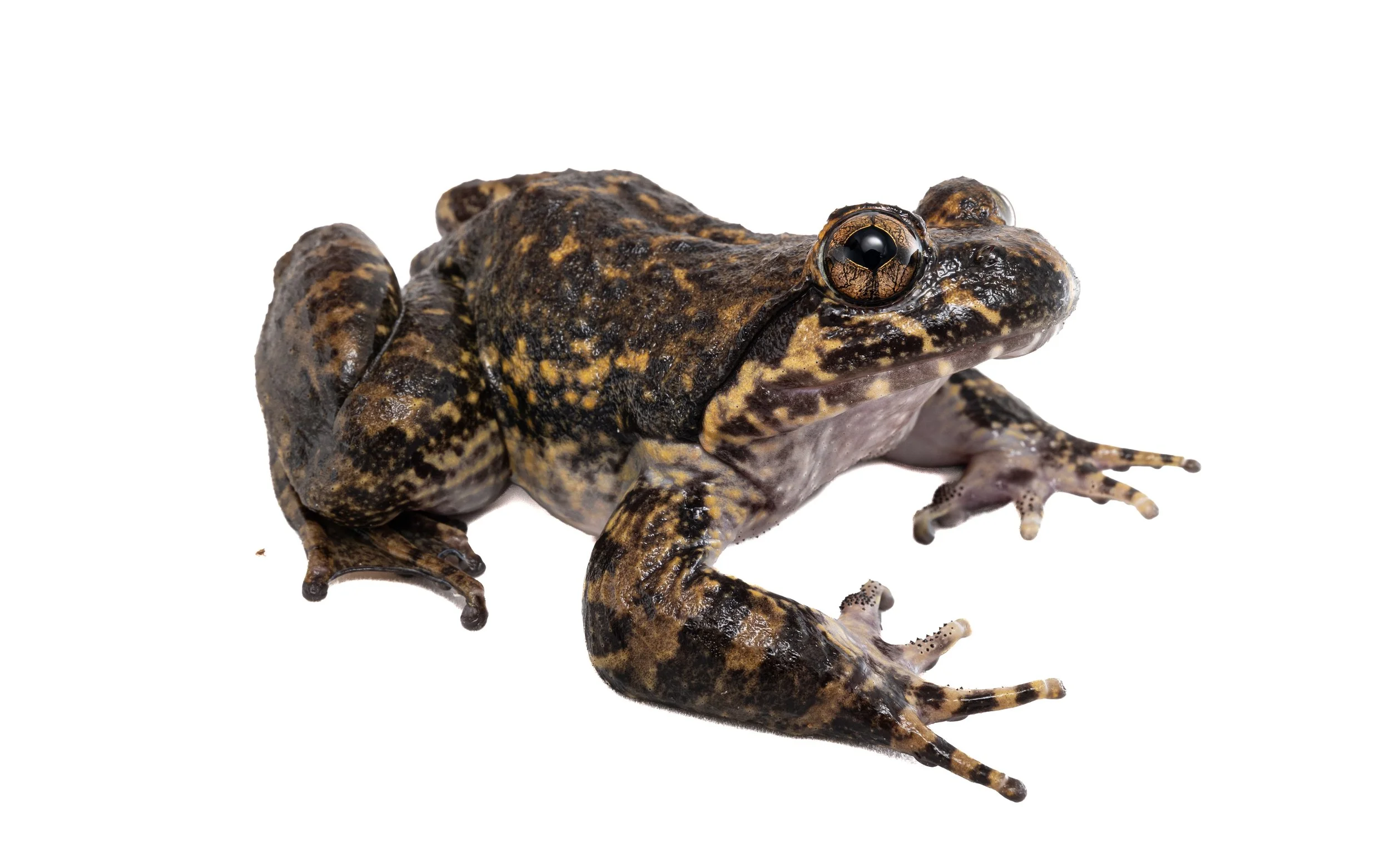 Giant Spiny Frog - Quasipaa spinosa