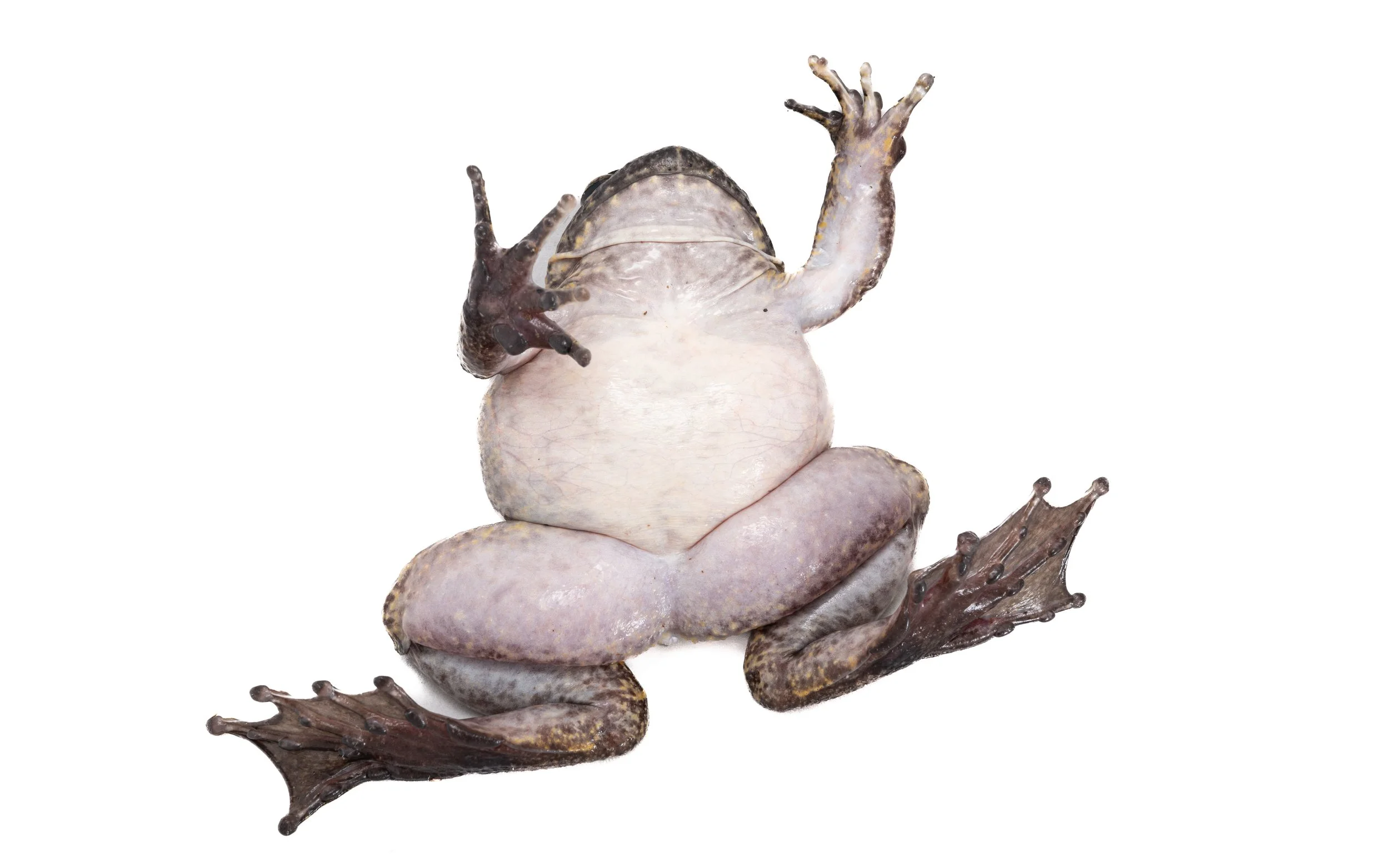 Giant Spiny Frog - Quasipaa spinosa