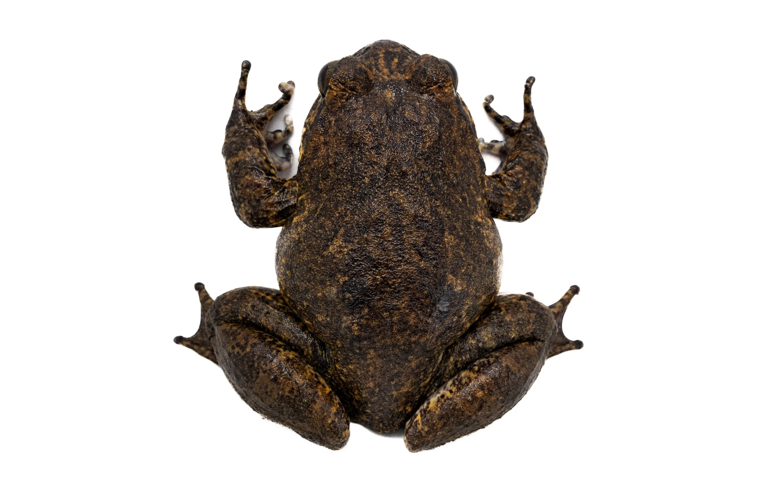 Giant Spiny Frog - Quasipaa spinosa
