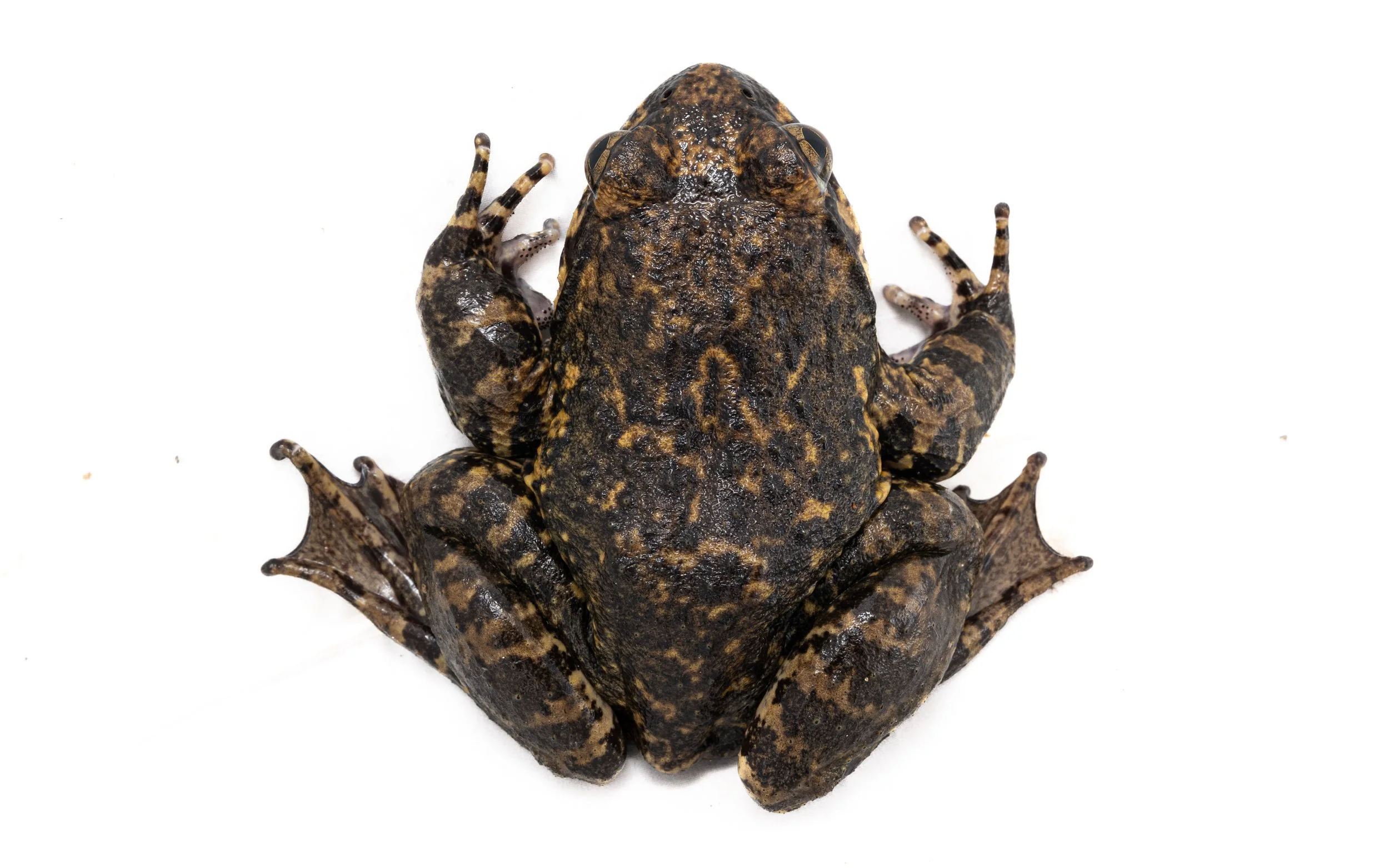 Giant Spiny Frog - Quasipaa spinosa