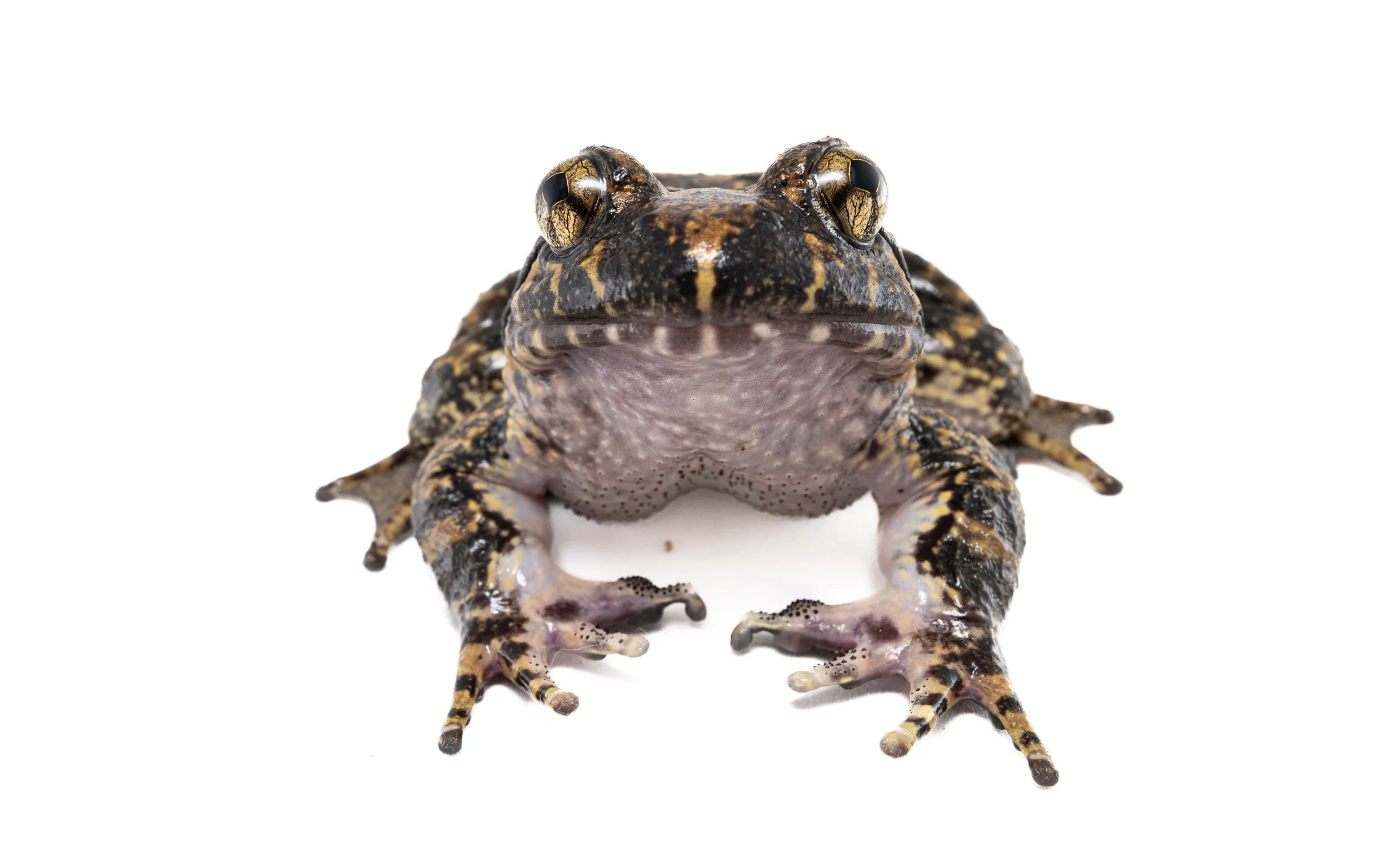Giant Spiny Frog - Quasipaa spinosa