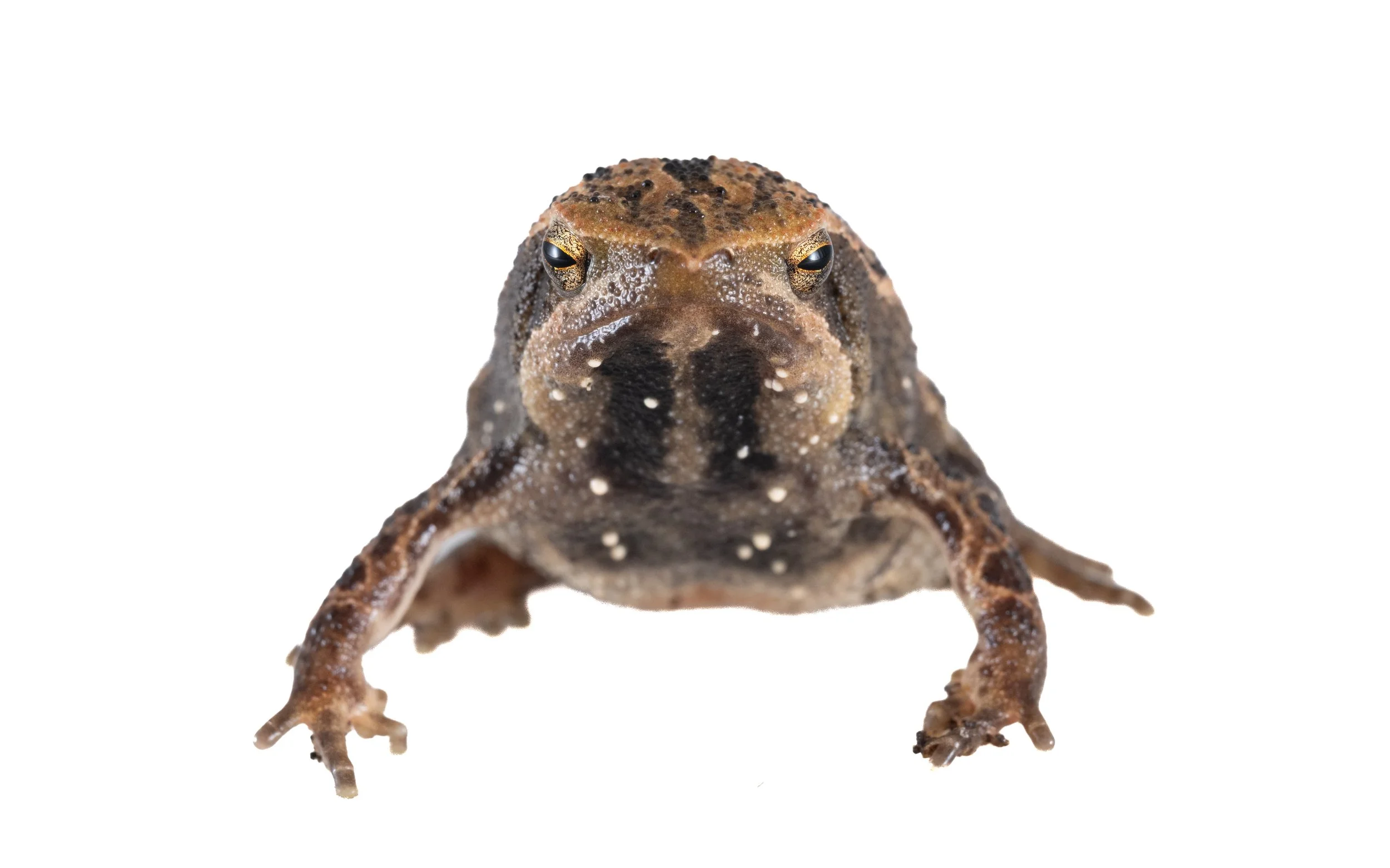 Spotted Narrow-mouthed Frog - Kalophrynus interlineatus