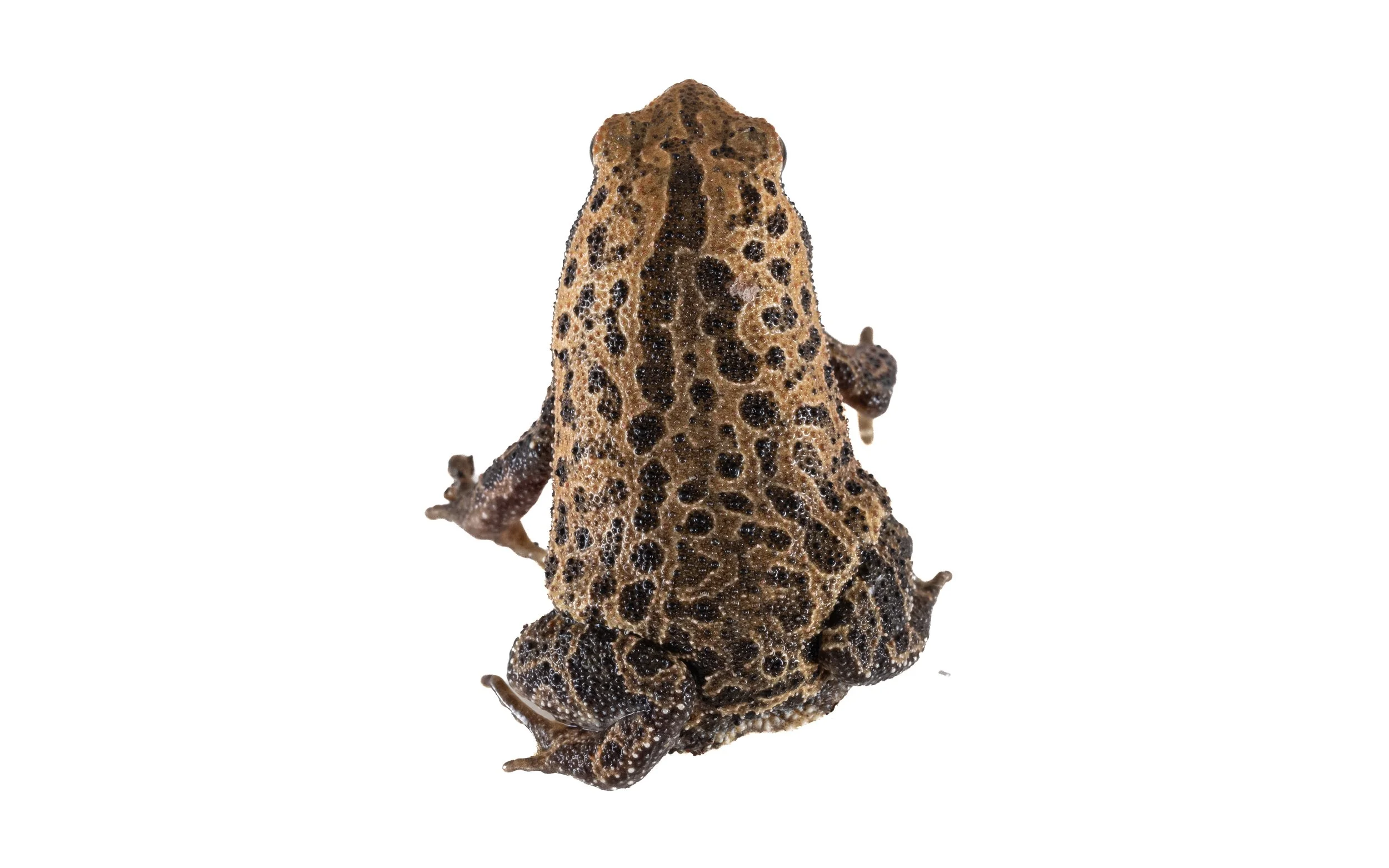 Spotted Narrow-mouthed Frog - Kalophrynus interlineatus