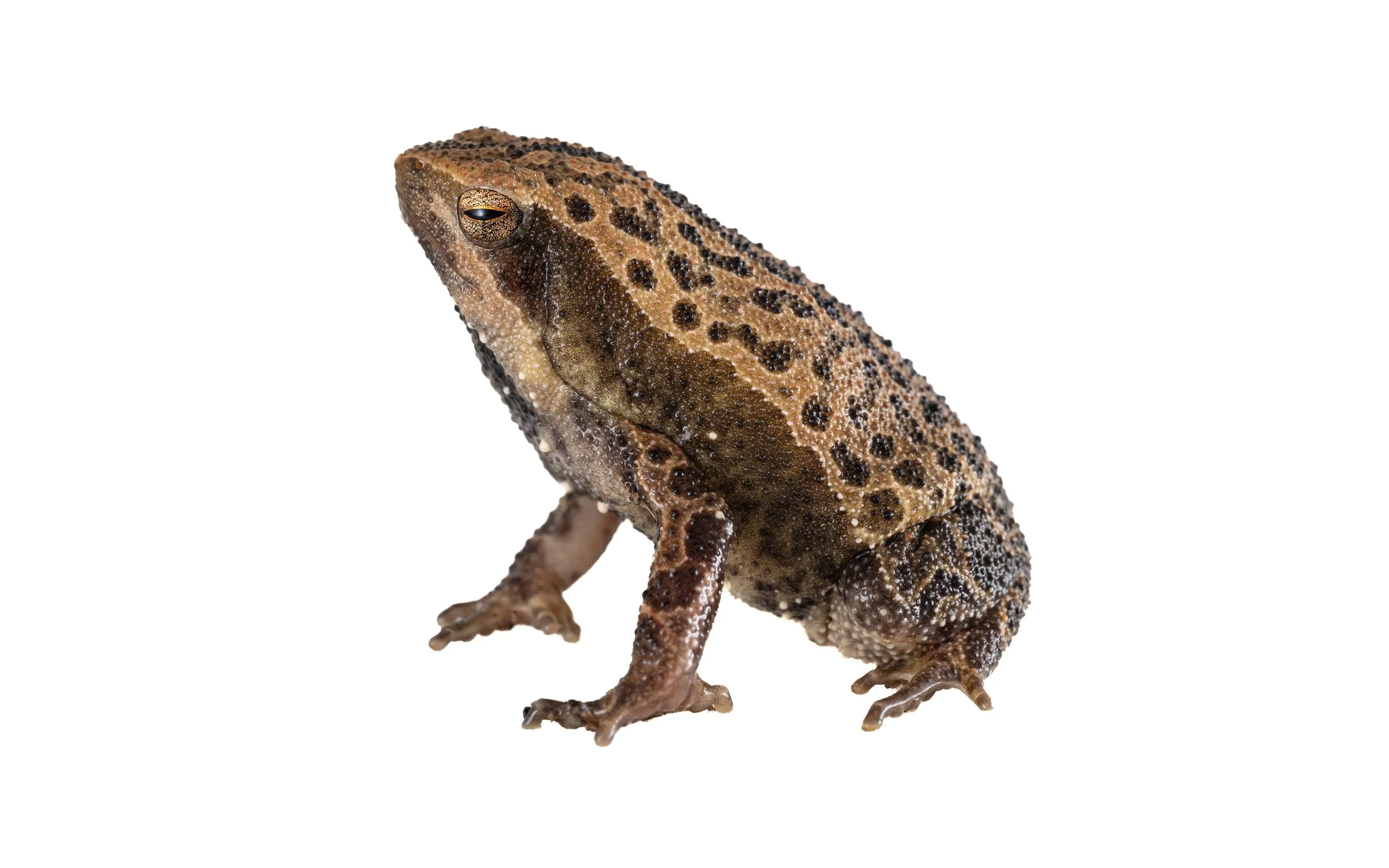 Spotted Narrow-mouthed Frog - Kalophrynus interlineatus