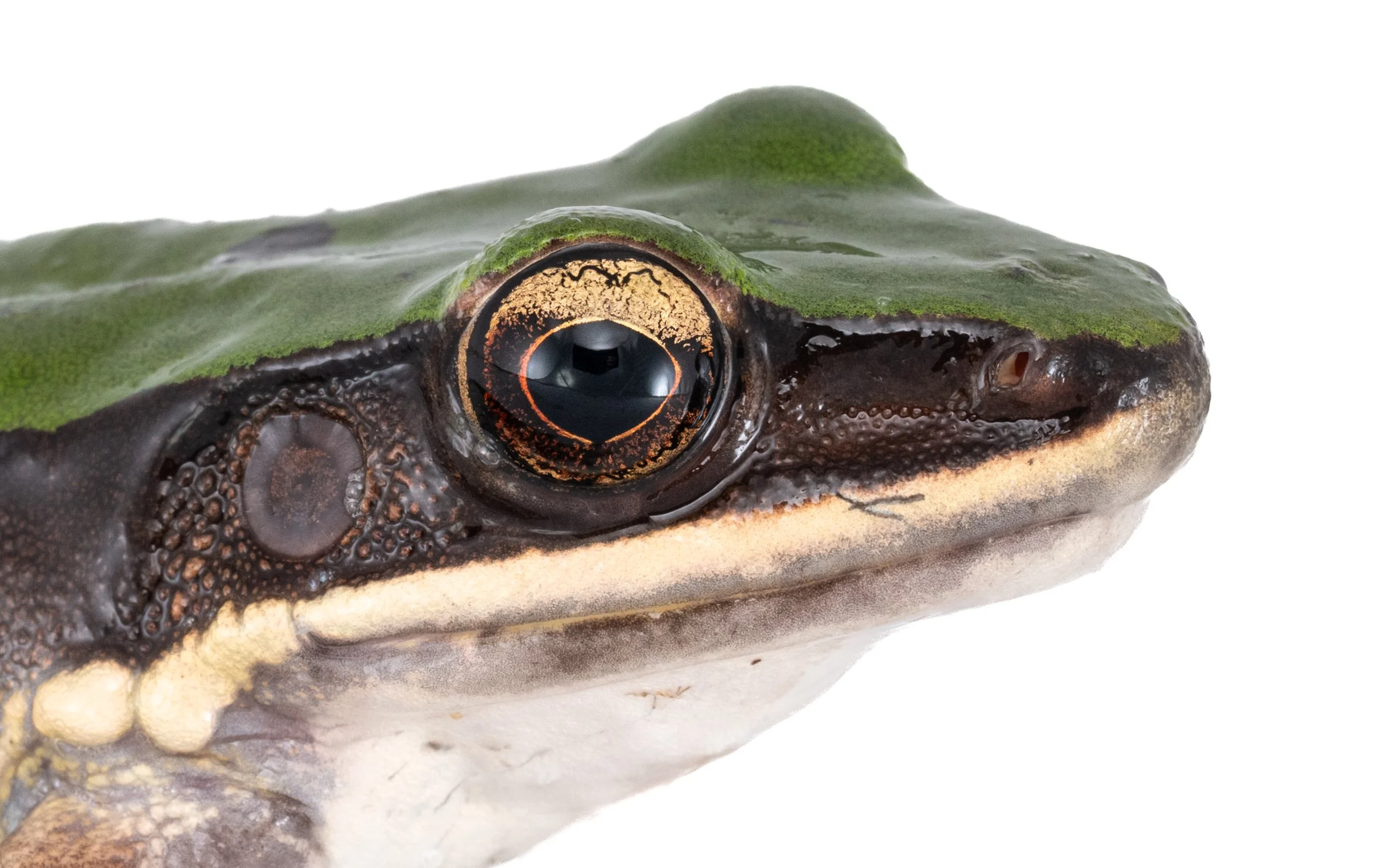 Green Cascade Frog - Odorrana graminea