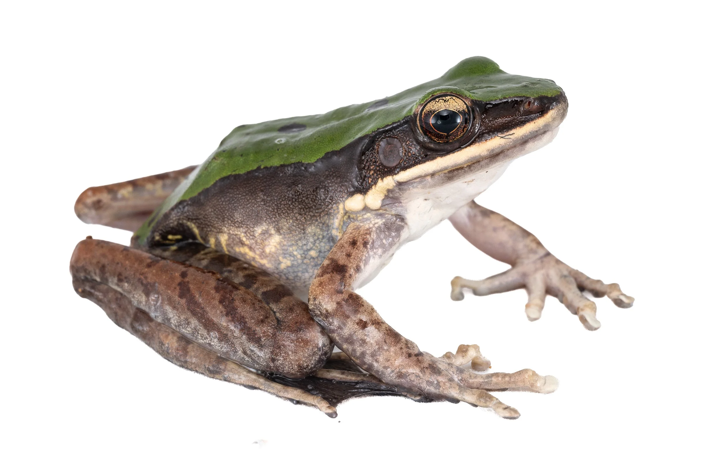 Green Cascade Frog - Odorrana graminea