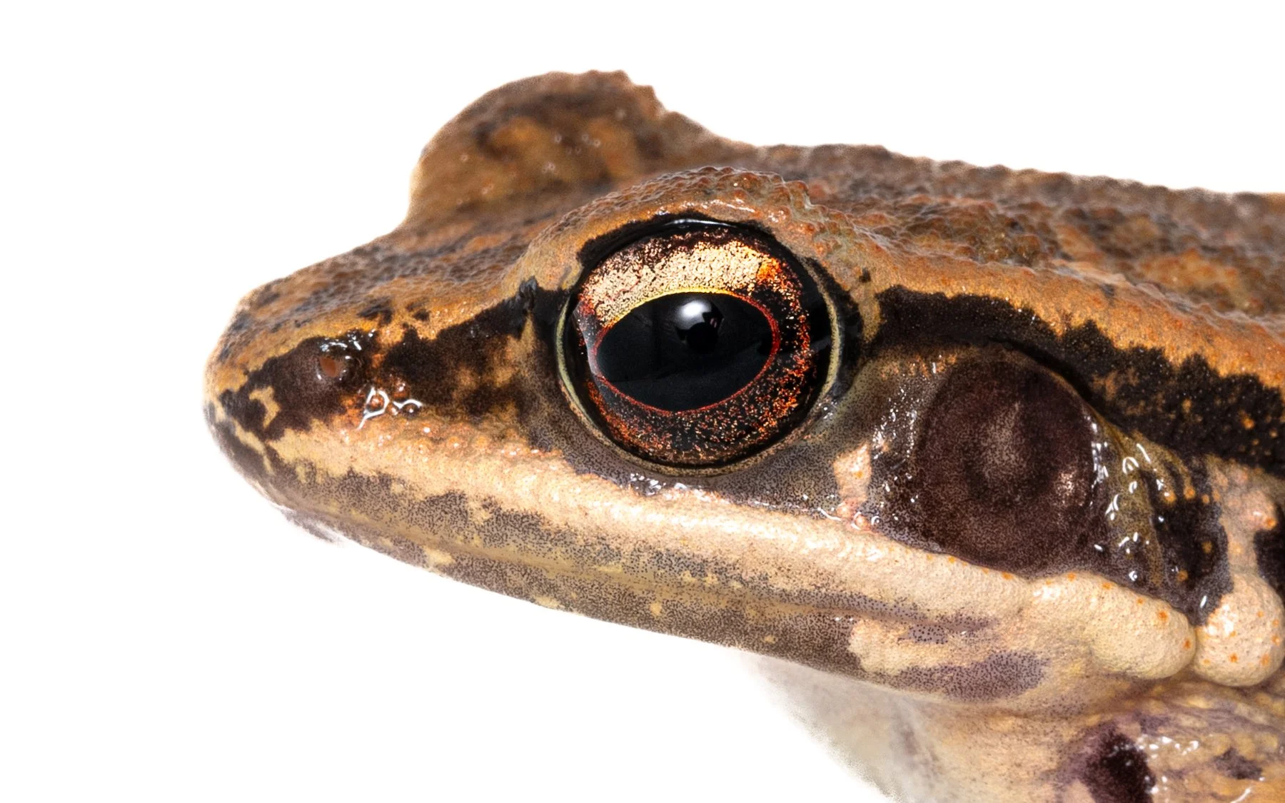 Brown Wood Frog - Hylarana latoucii