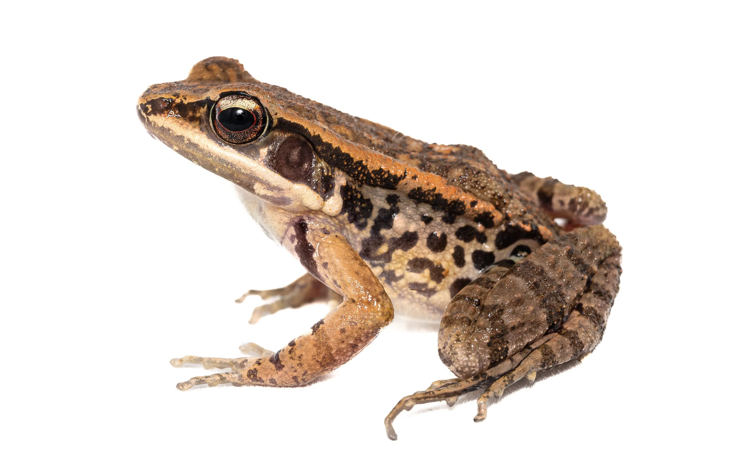 Brown Wood Frog - Hylarana latoucii