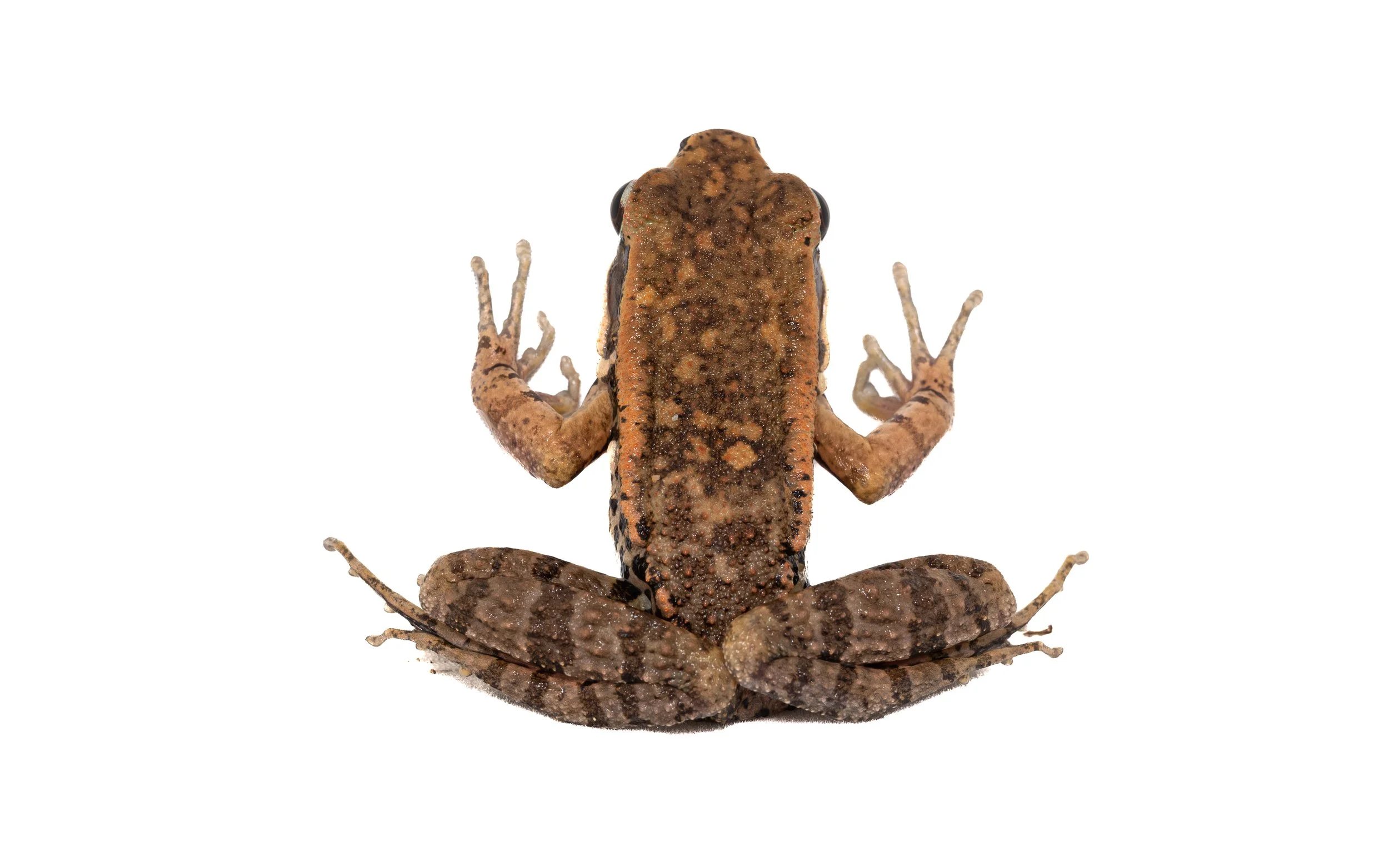 Brown Wood Frog - Hylarana latoucii