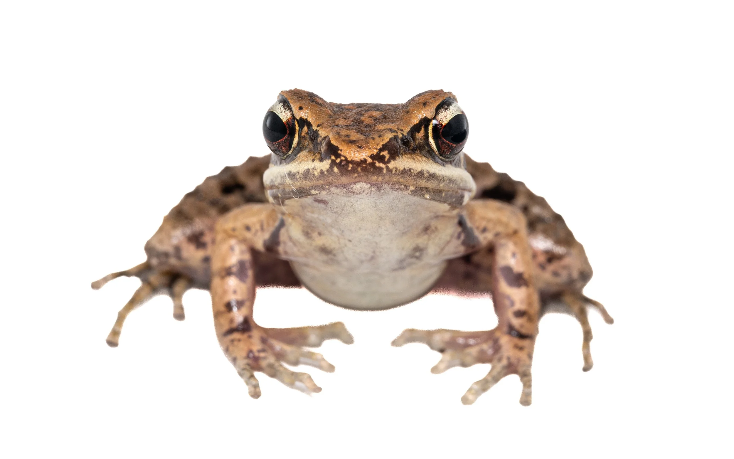 Brown Wood Frog - Hylarana latoucii