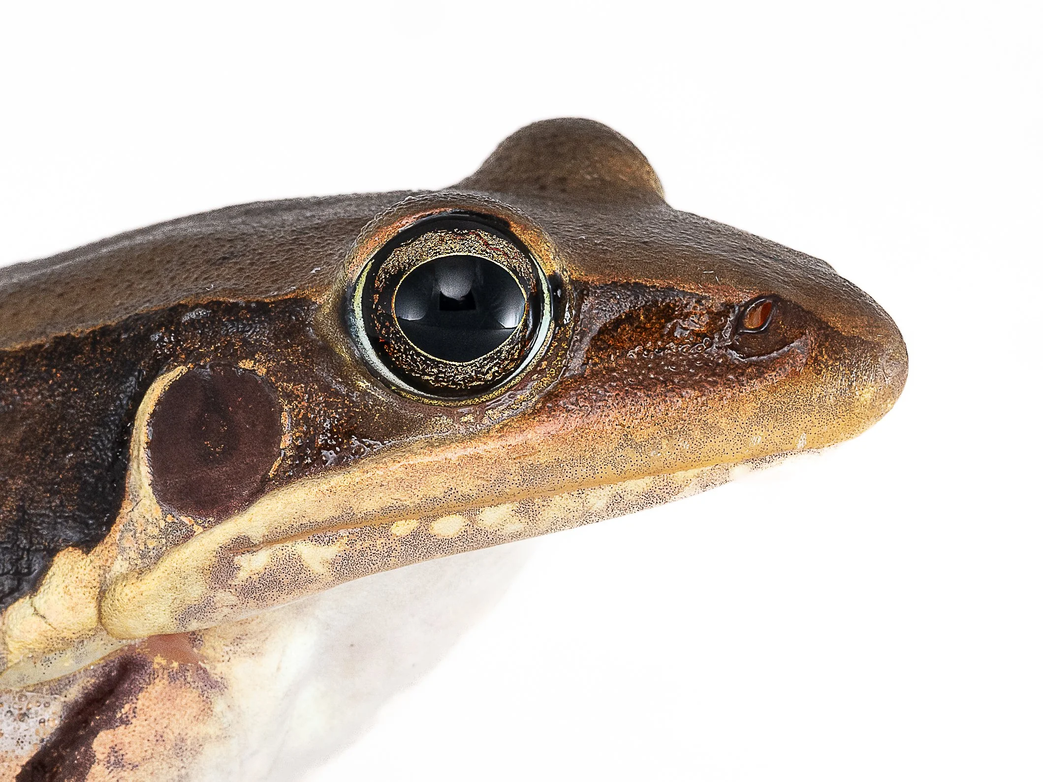 Gunther's Frog - Sylvirana guntheri