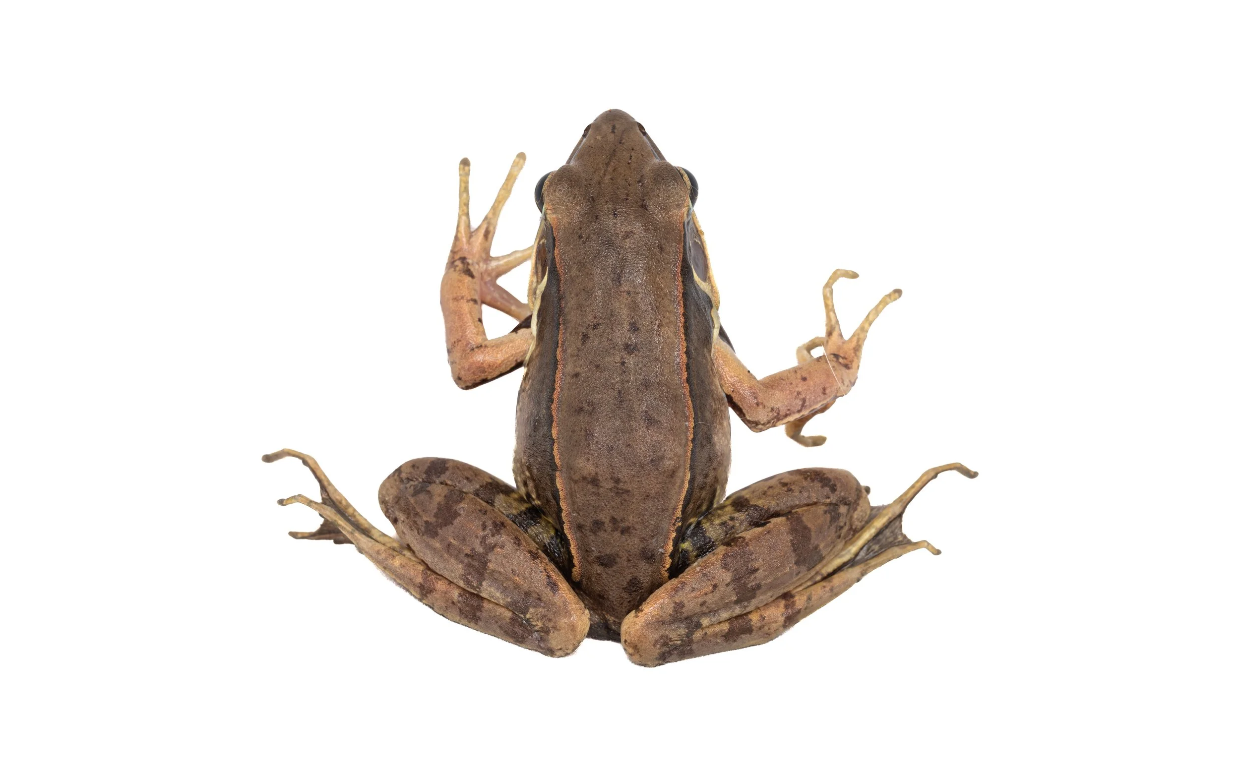 Gunther's Frog - Sylvirana guntheri