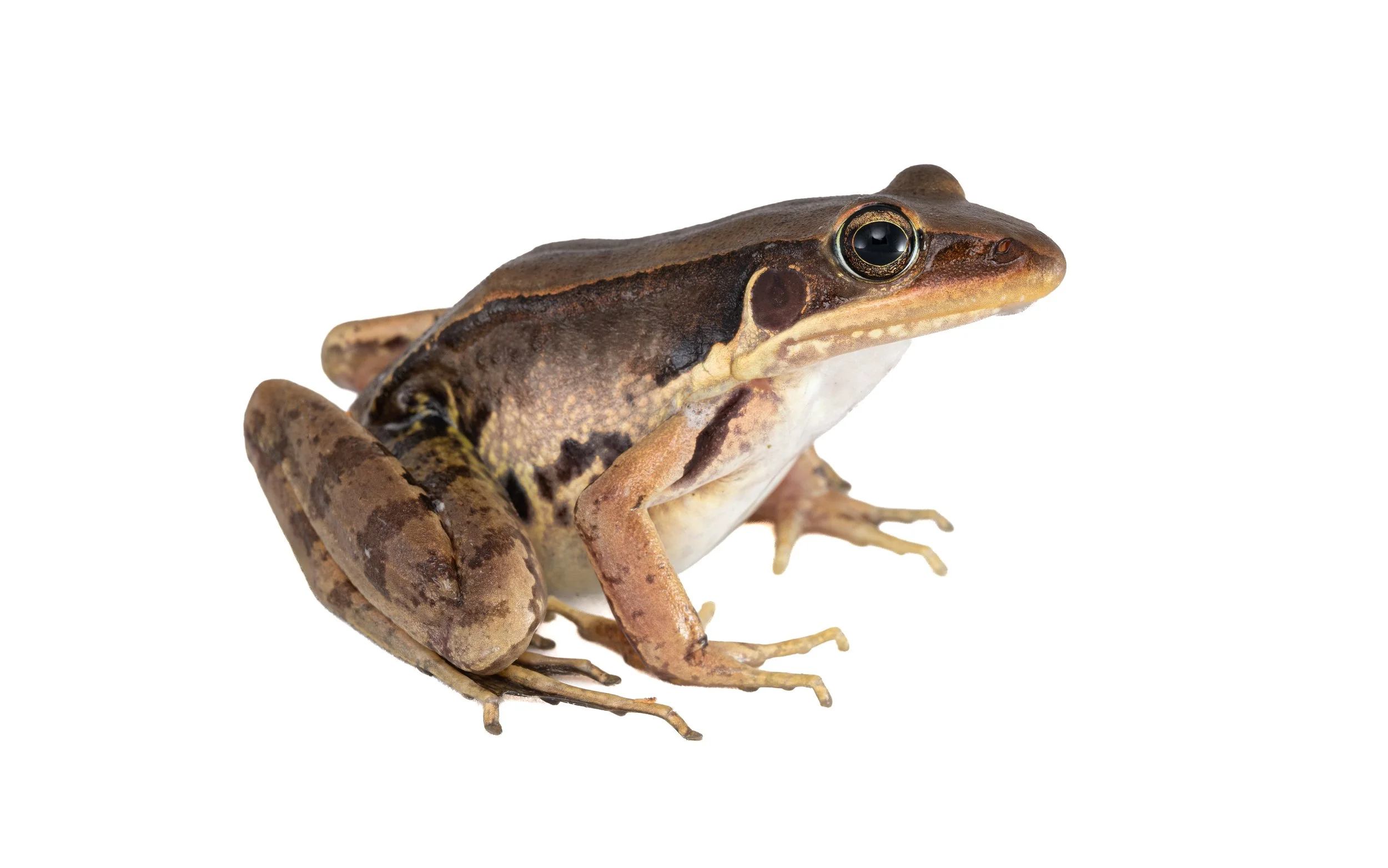 Gunther's Frog - Sylvirana guntheri