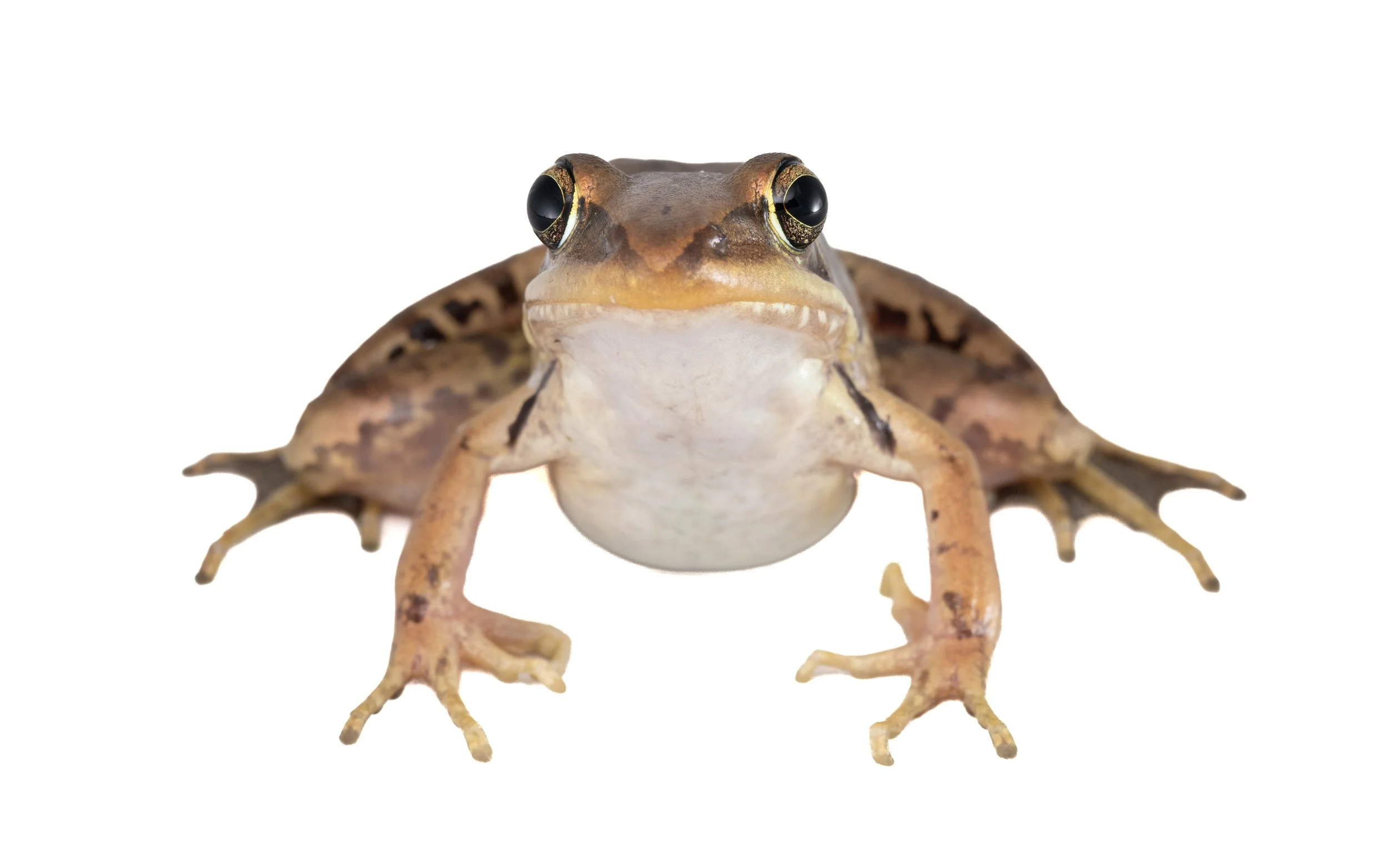 Gunther's Frog - Sylvirana guntheri