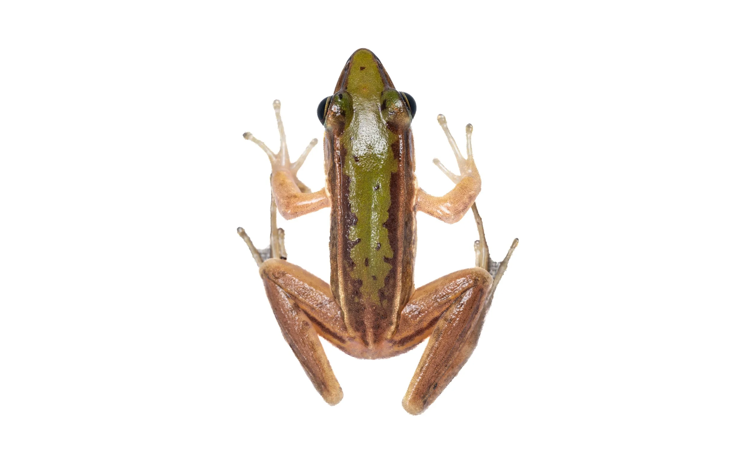 Two-striped Grass Frog - Hylarana taipehensis