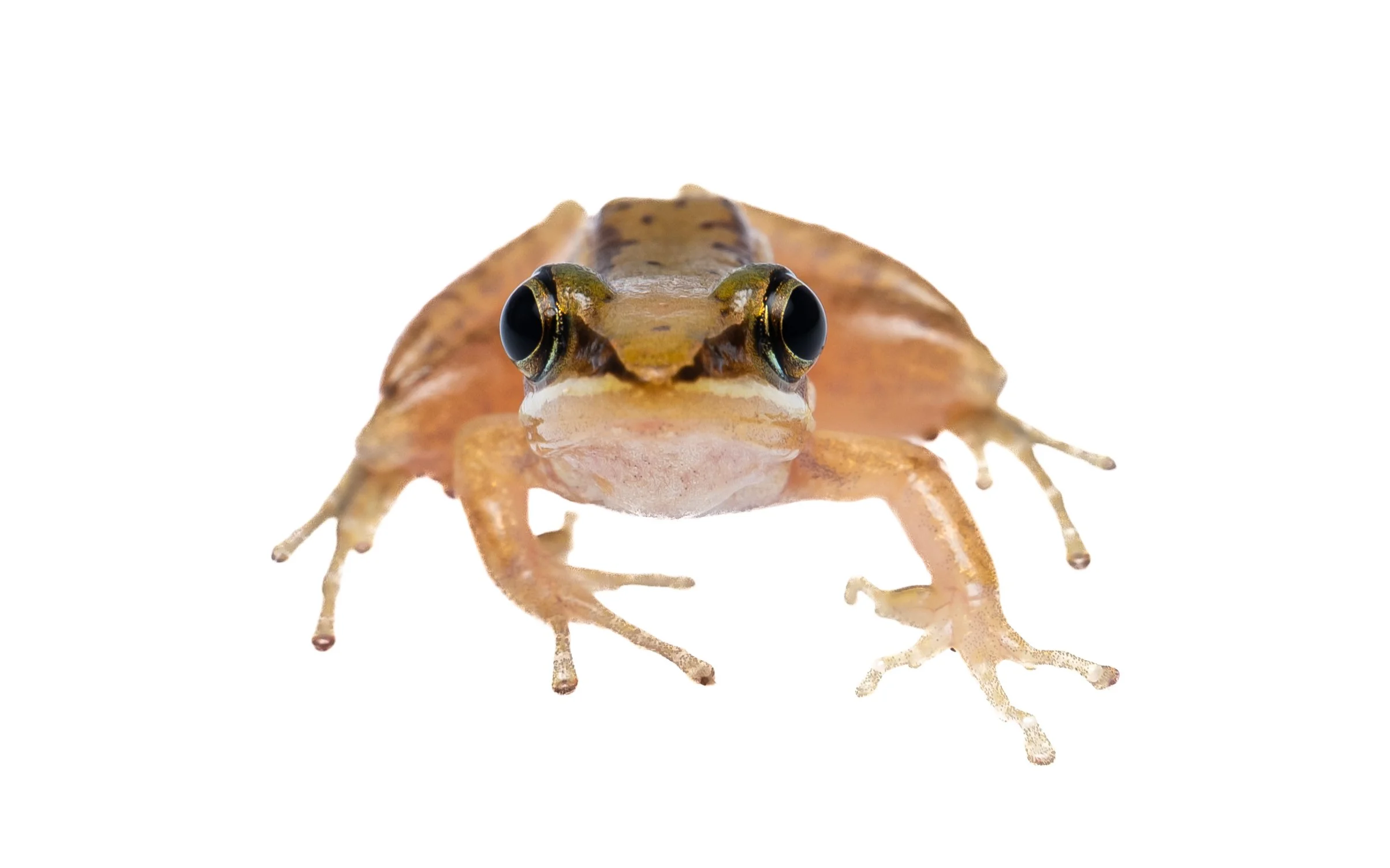 Two-striped Grass Frog - Hylarana taipehensis