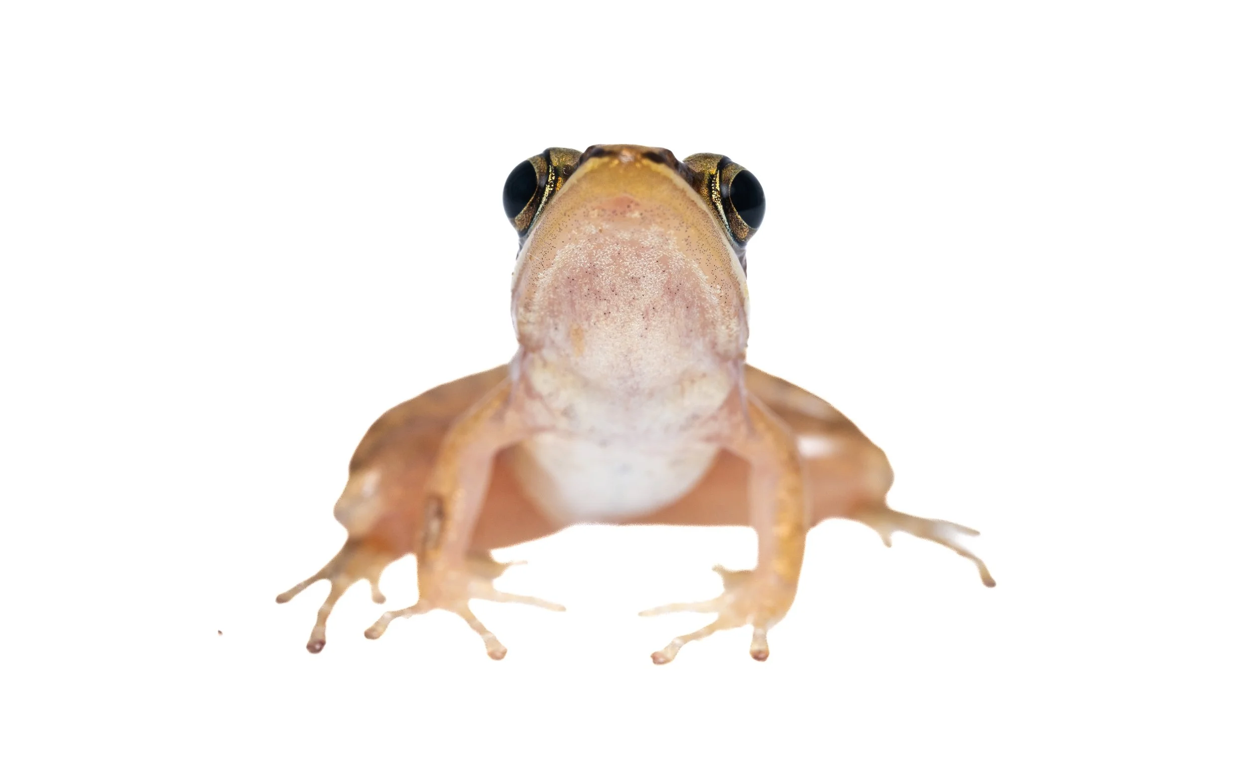 Two-striped Grass Frog - Hylarana taipehensis