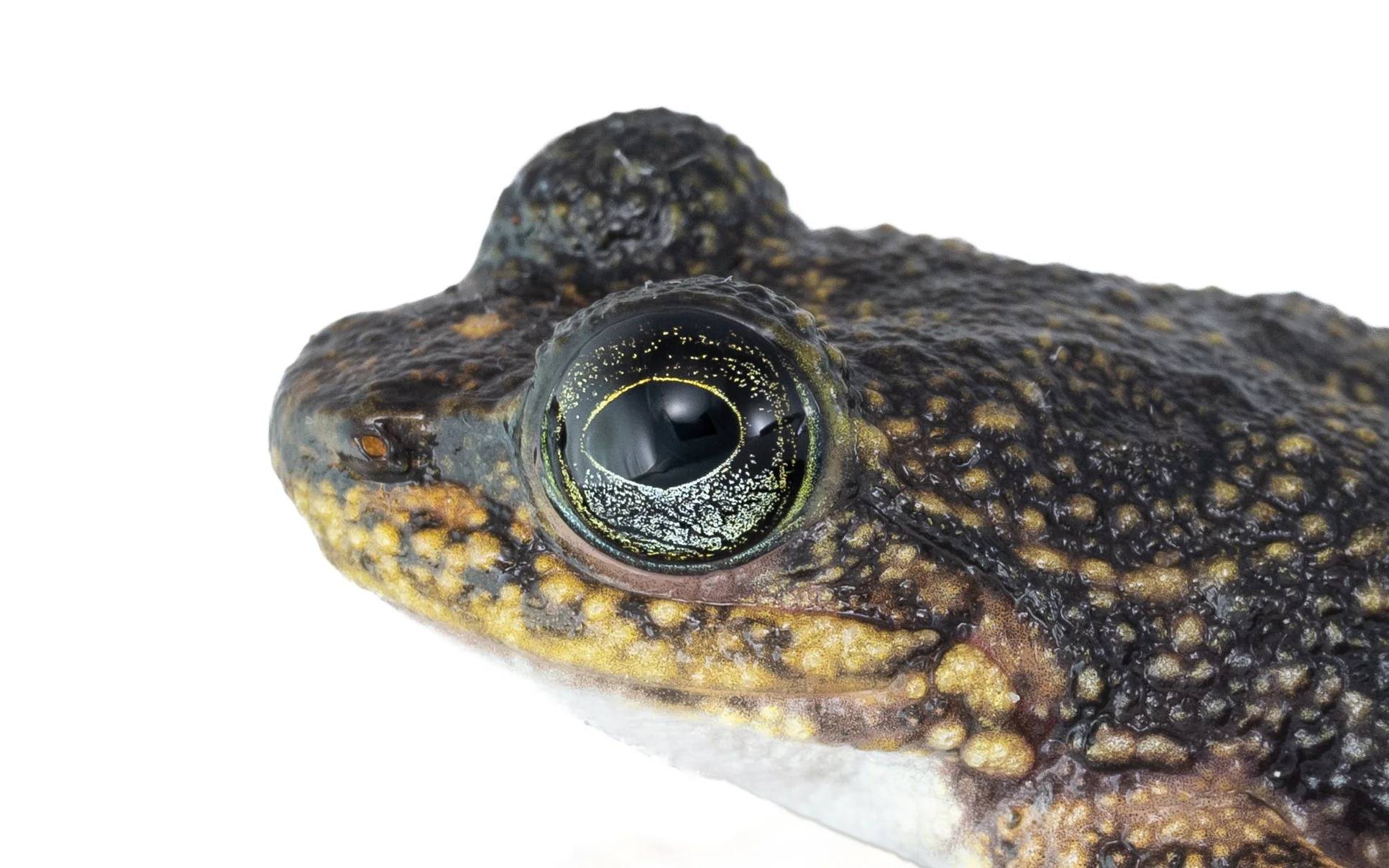 Hong Kong Cascade Frog - Amolops hongkongensis