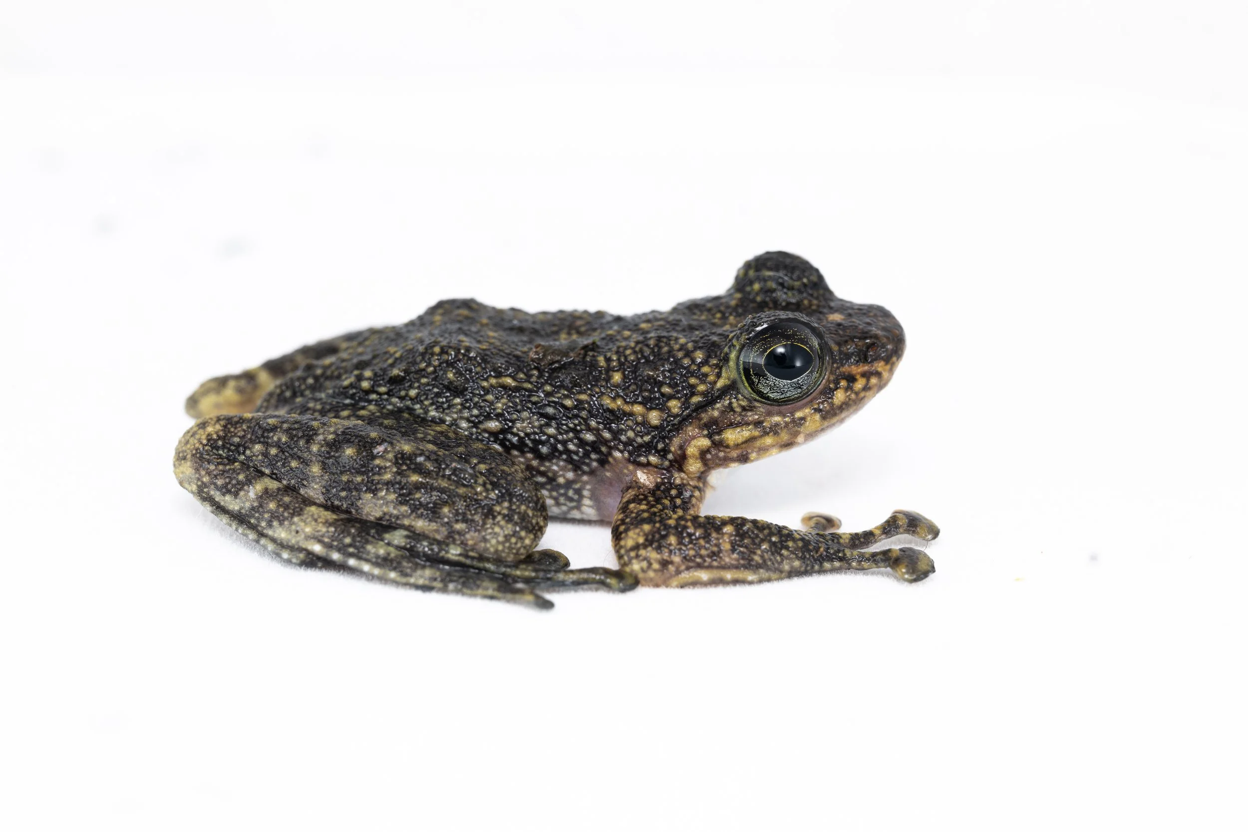 Hong Kong Cascade Frog - Amolops hongkongensis