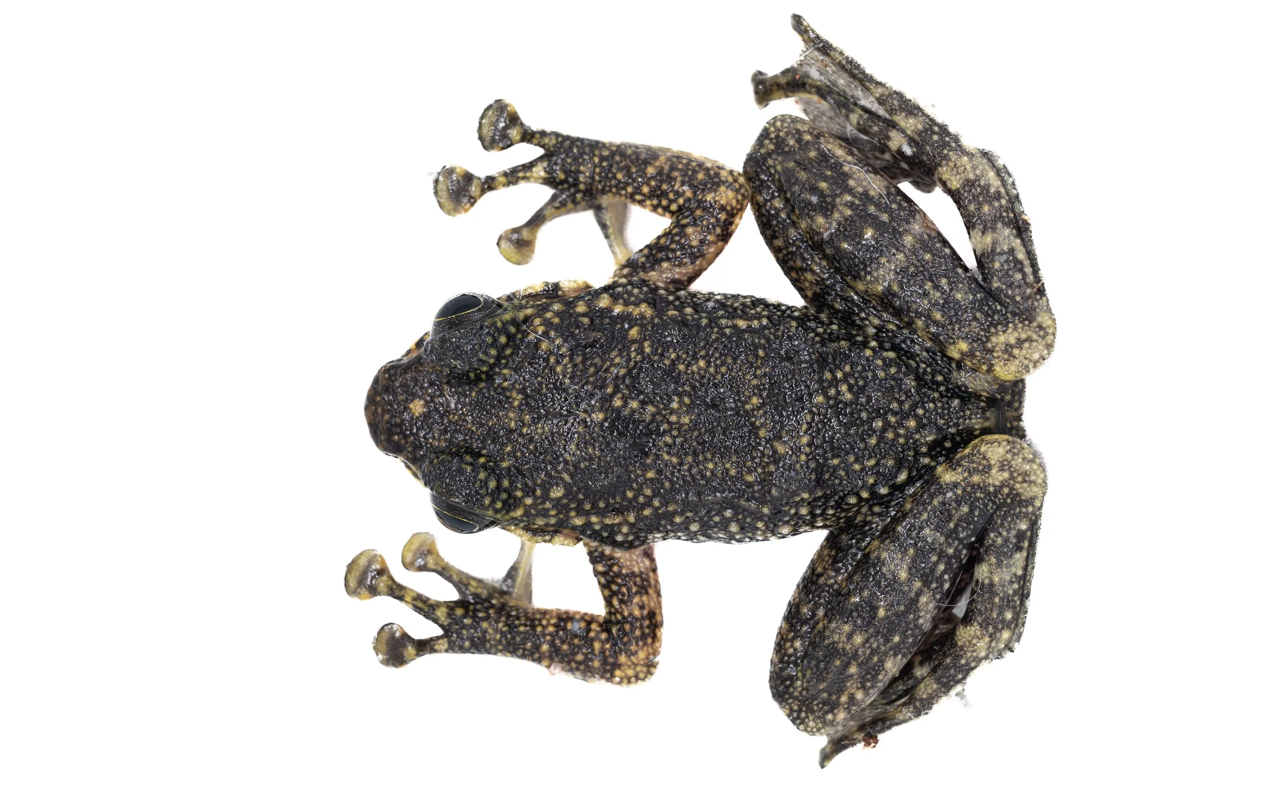 Hong Kong Cascade Frog - Amolops hongkongensis