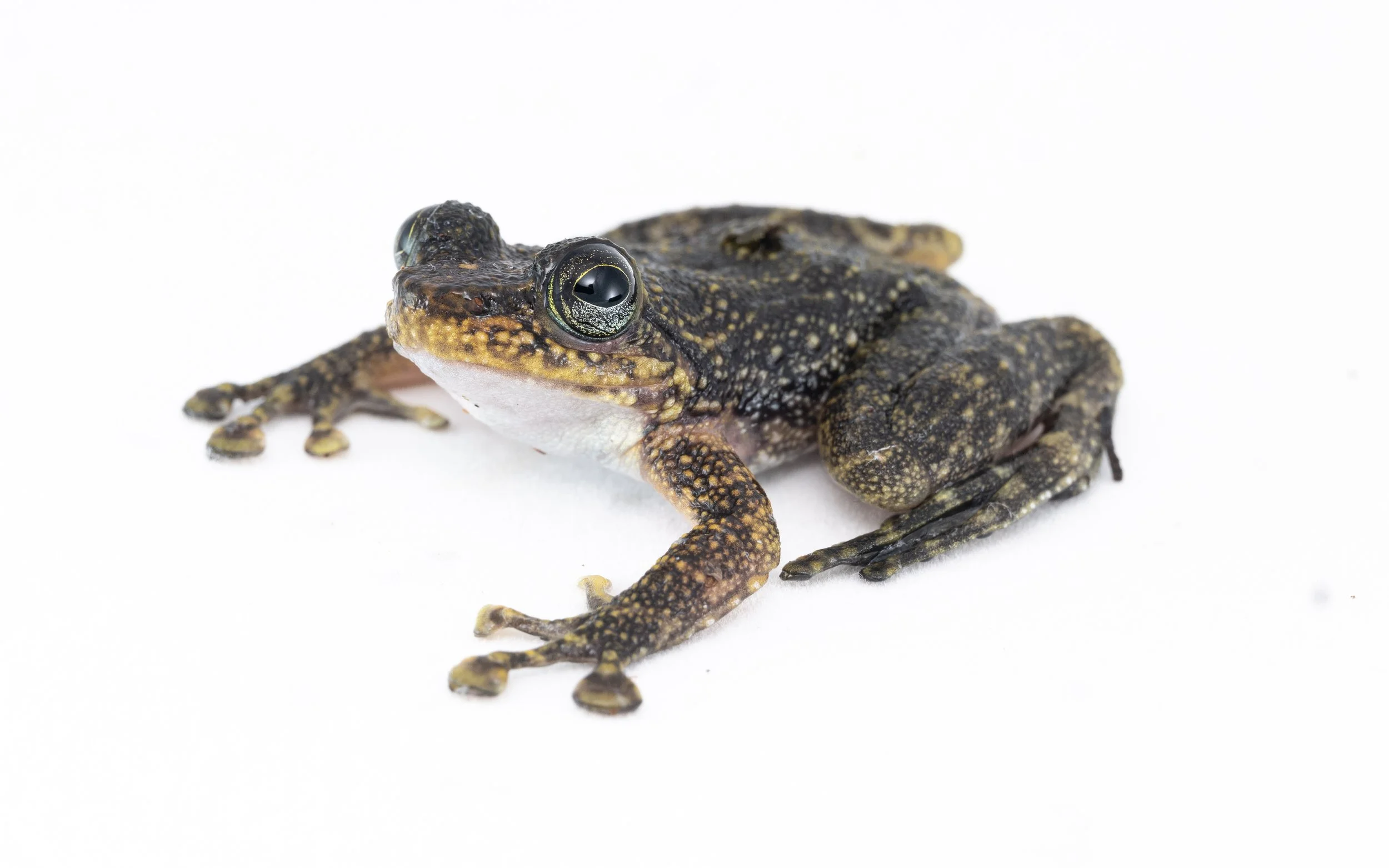 Hong Kong Cascade Frog - Amolops hongkongensis