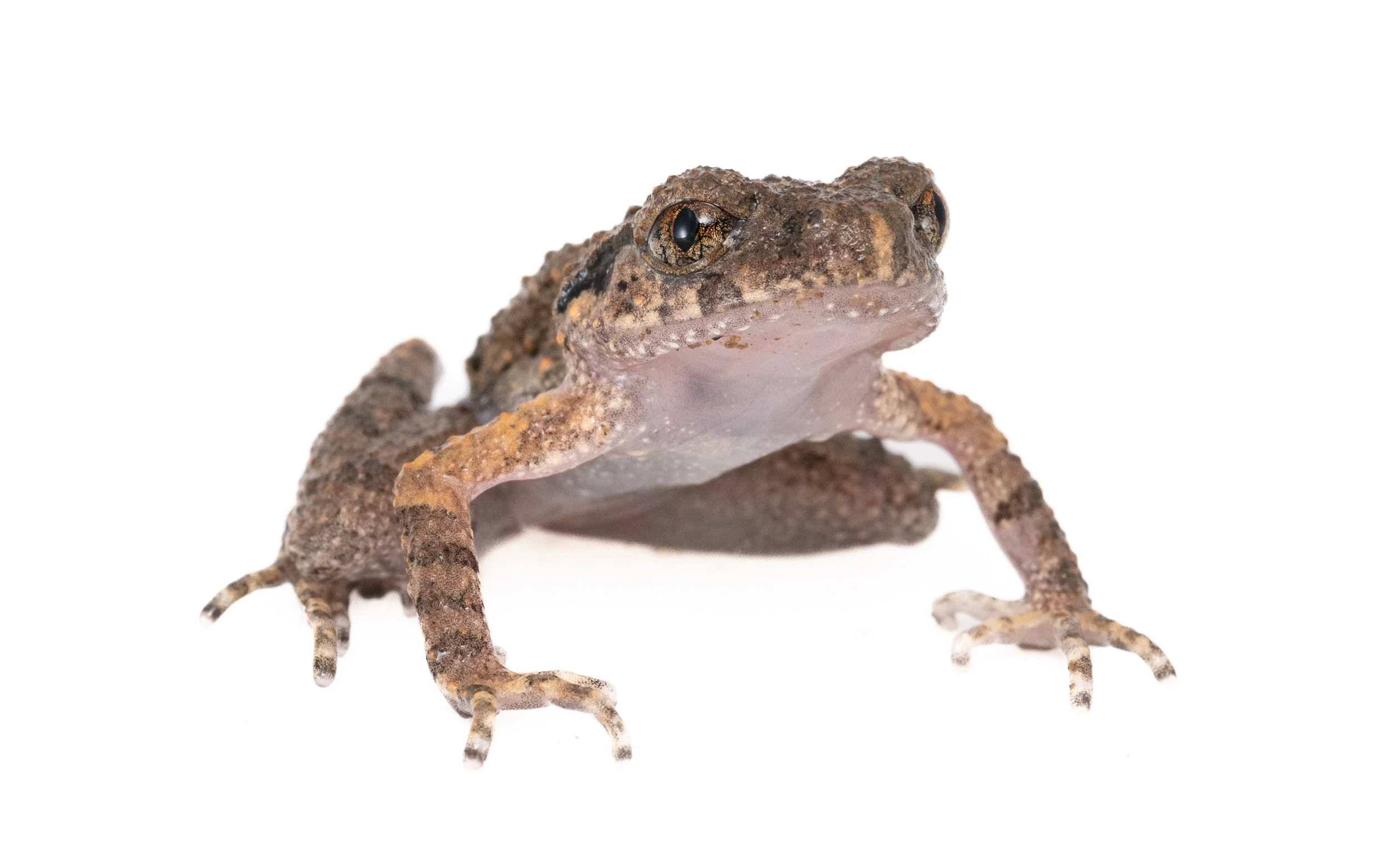 Lau's Leaf-litter Toad - Leptolalax laui