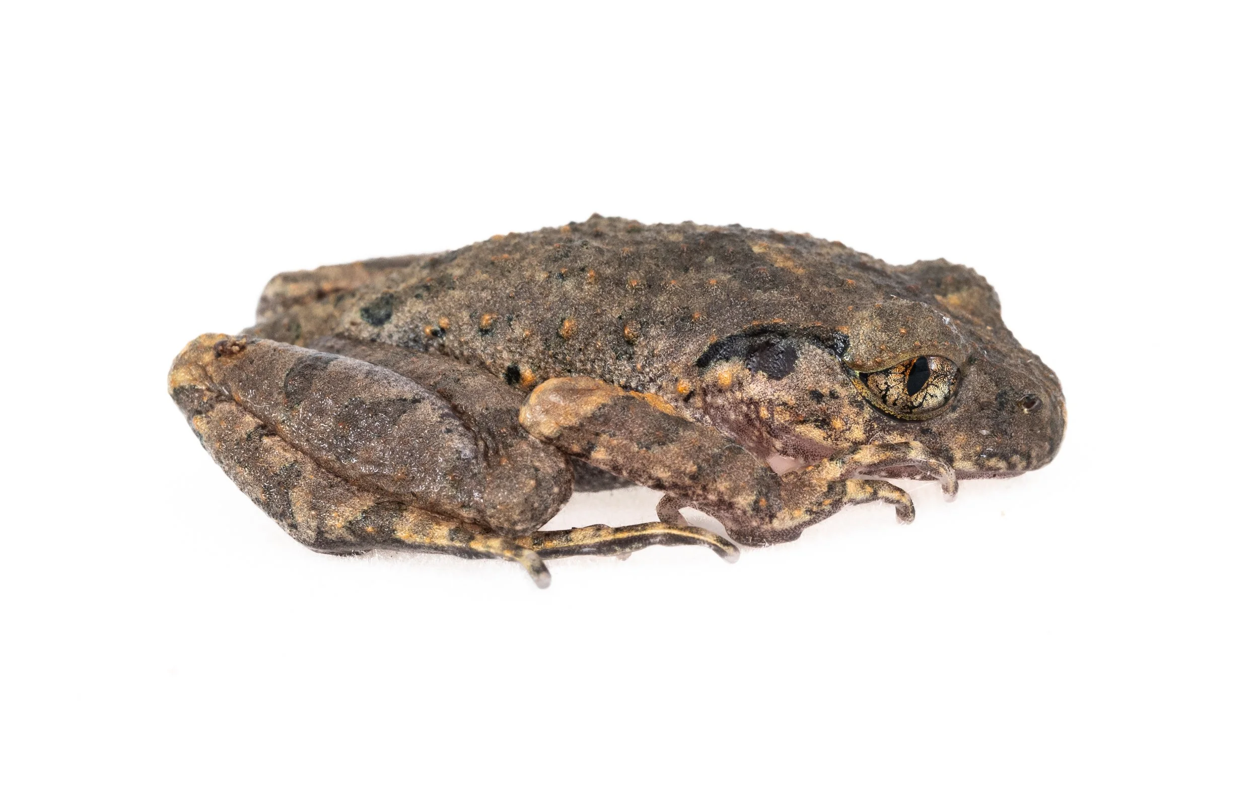 Lau's Leaf-litter Toad - Leptolalax laui