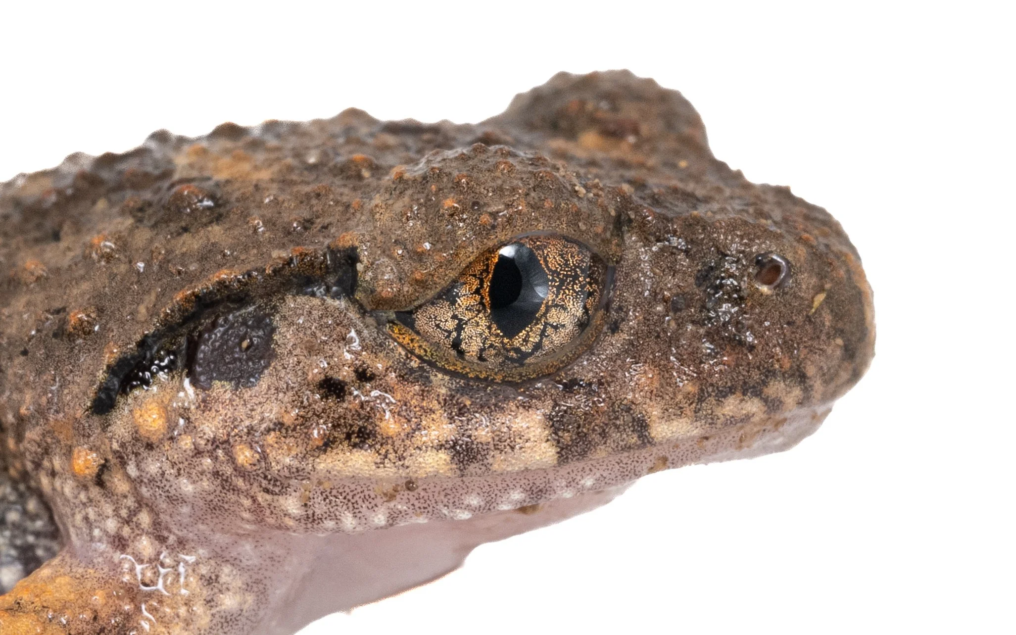Lau's Leaf-litter Toad - Leptolalax laui