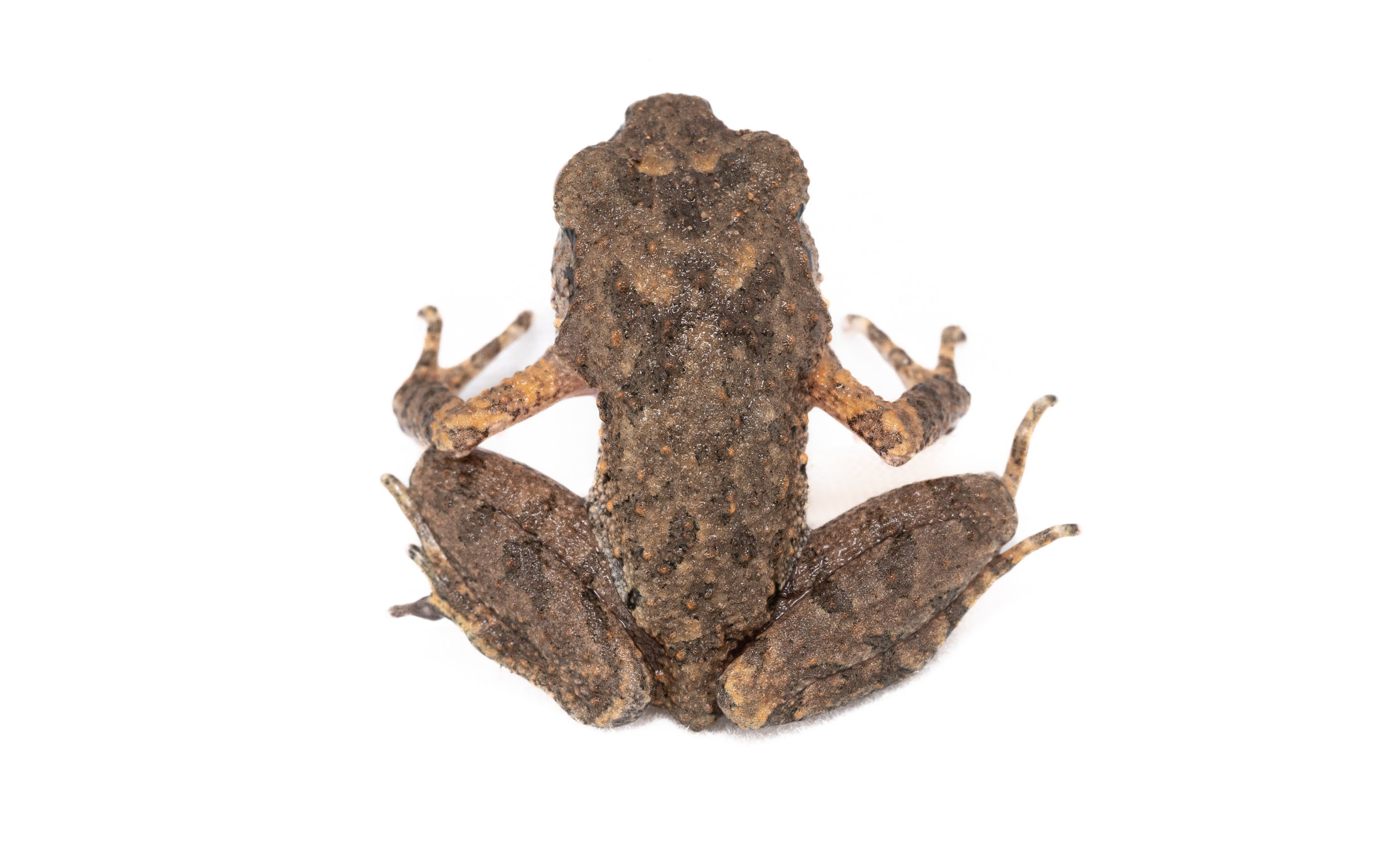 Lau's Leaf-litter Toad - Leptolalax laui
