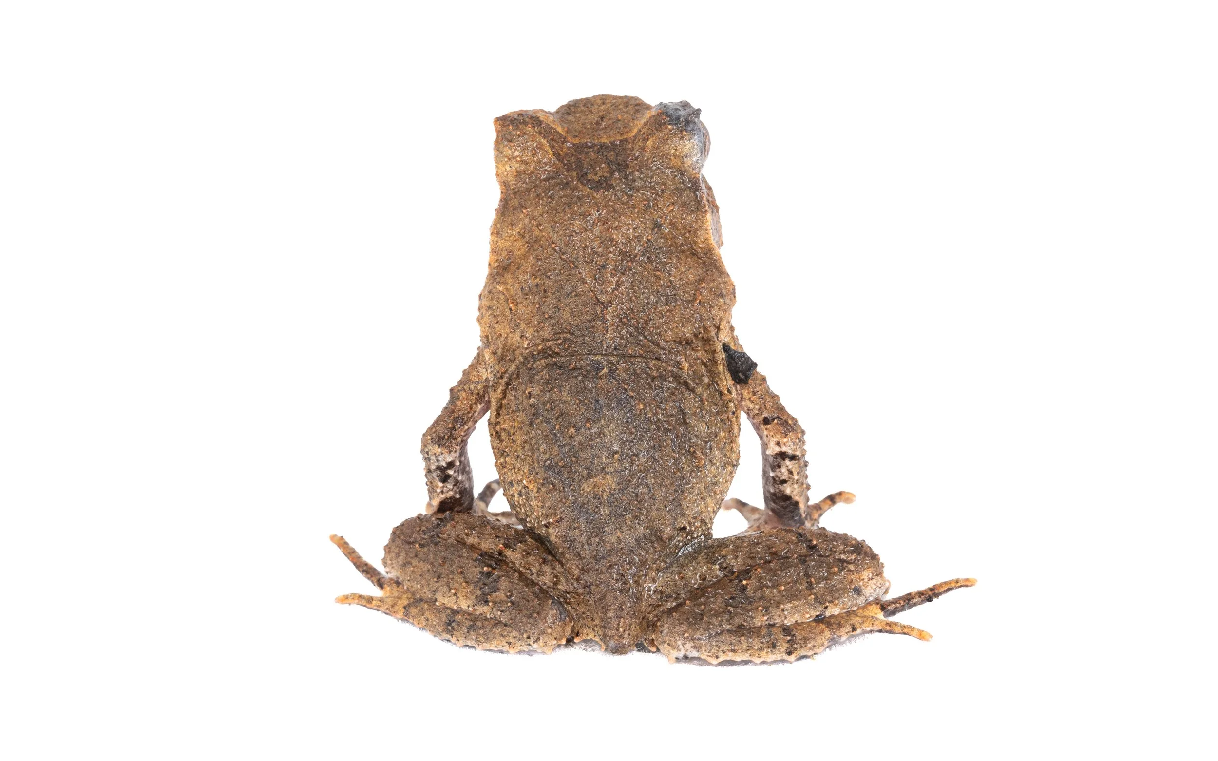 Short-legged Horned Frog - Megophrys brachykolos