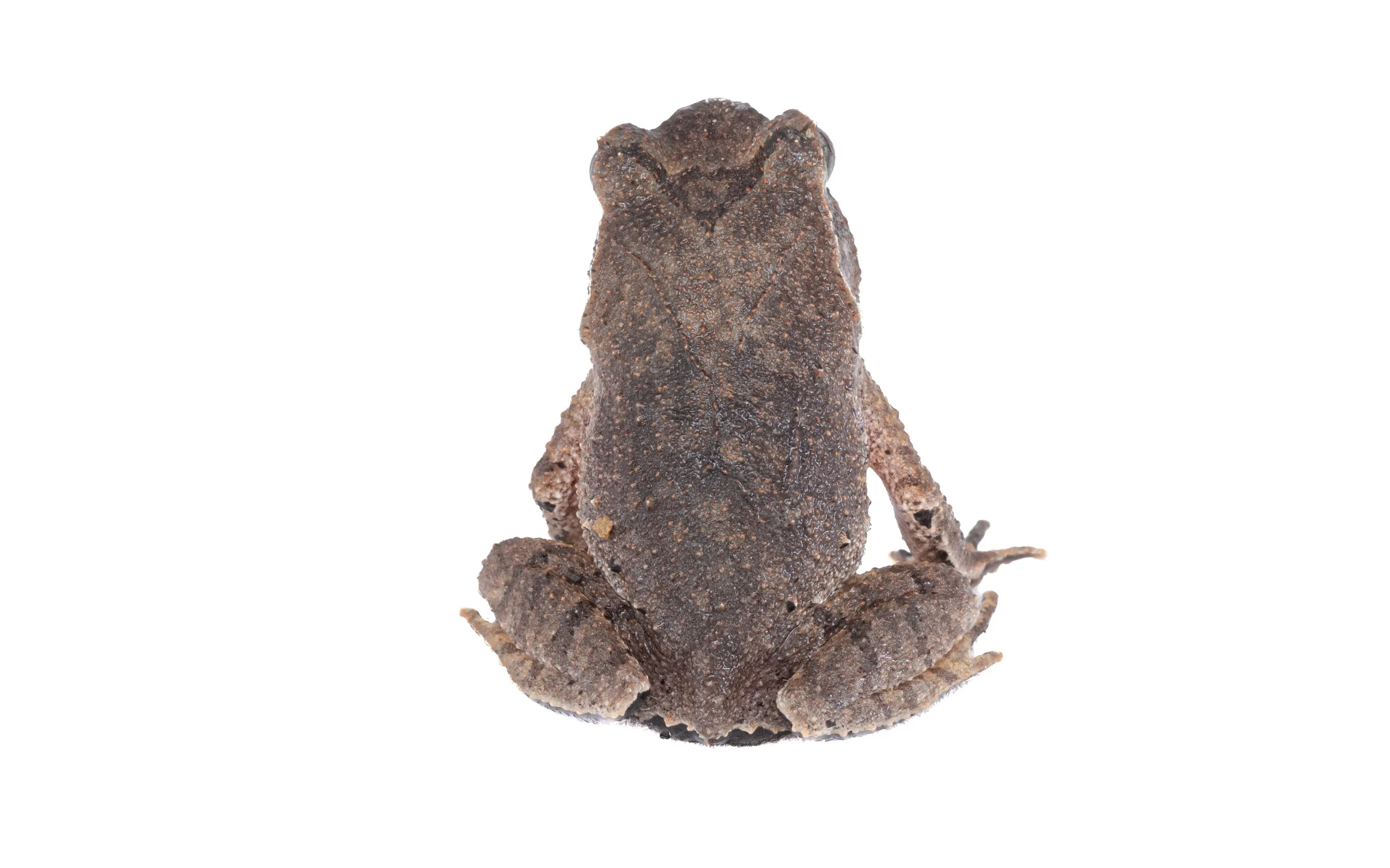 Short-legged Horned Frog - Megophrys brachykolos