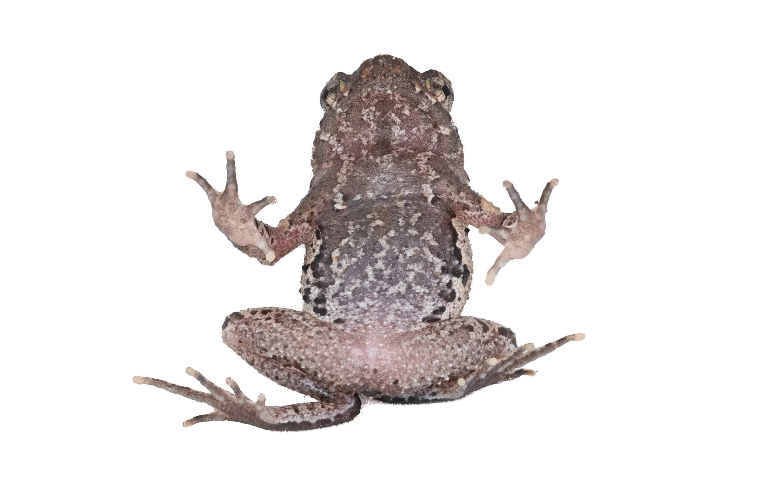 Short-legged Horned Frog - Megophrys brachykolos