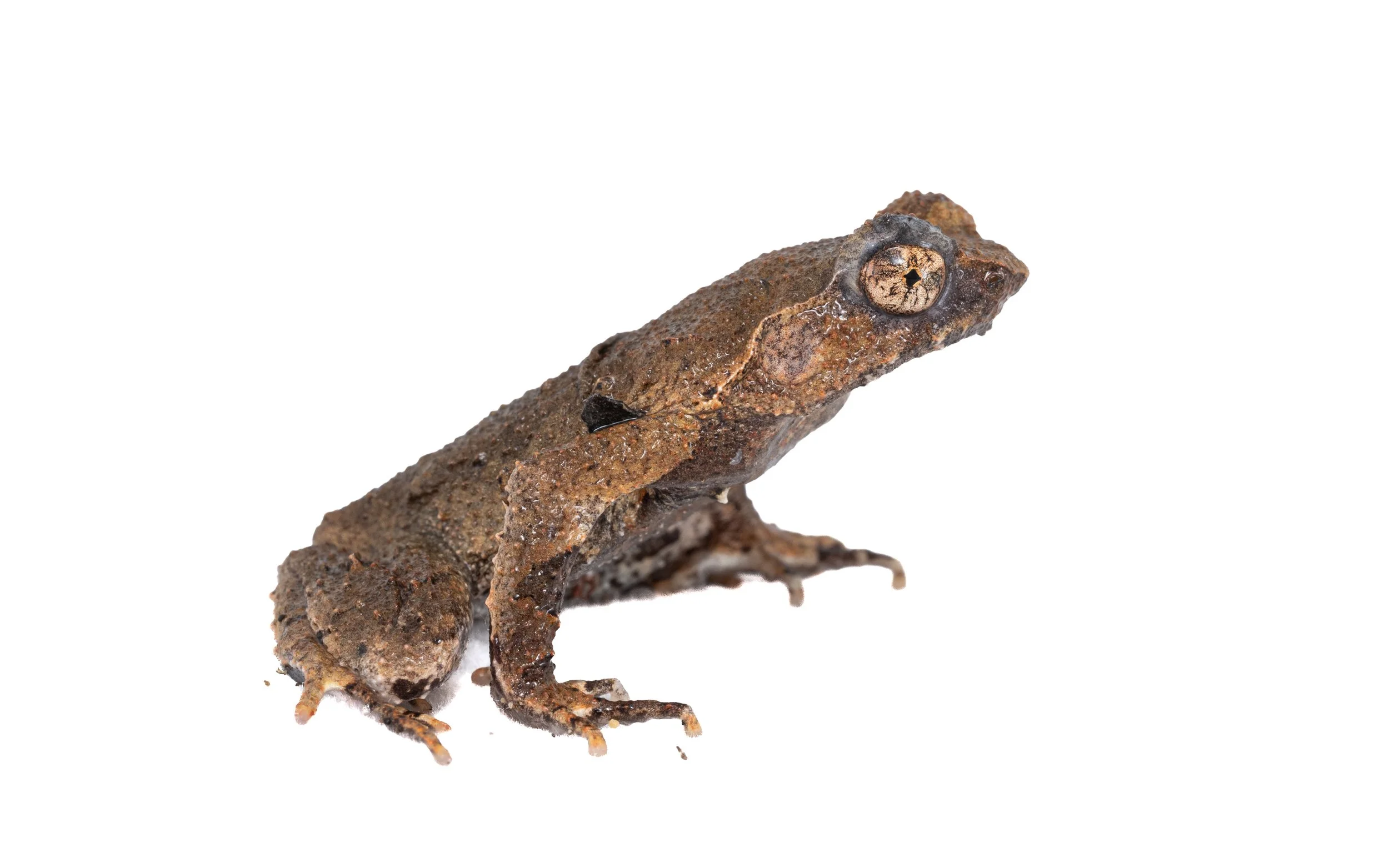  Short-legged Horned Frog - Megophrys brachykolos