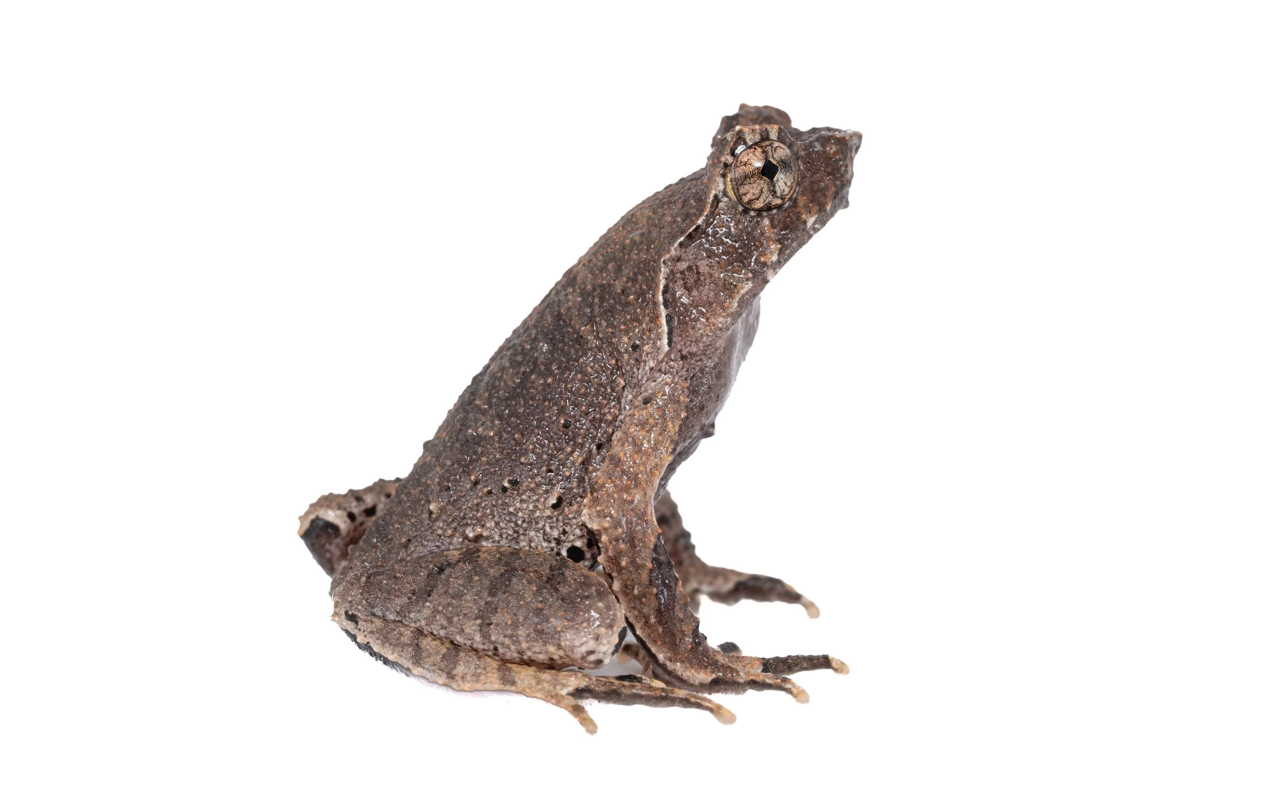 Short-legged Horned Frog - Megophrys brachykolos