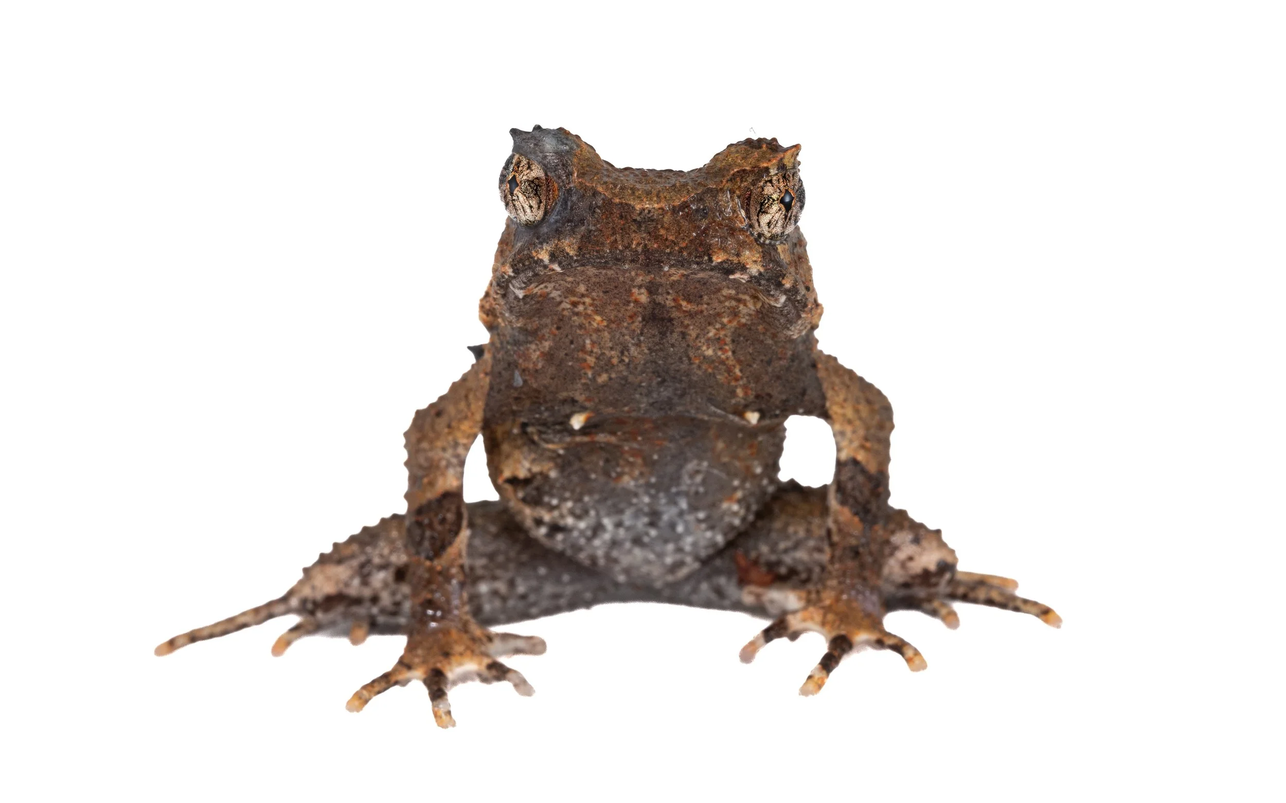 Short-legged Horned Frog - Boulenophrys brachykolosShort-legged Horned Frog - Megophrys brachykolos