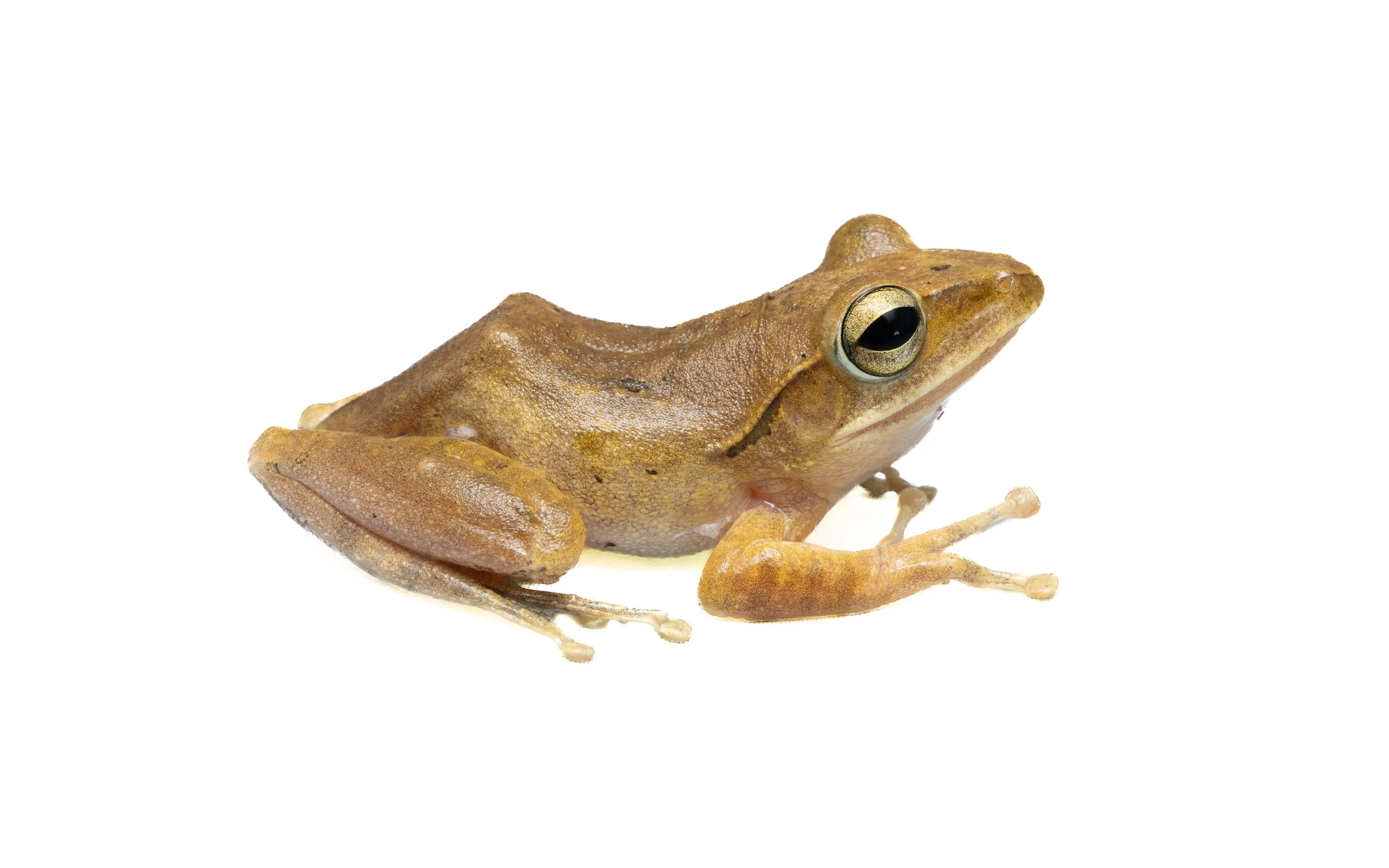 Brown Tree Frog - Polypedates megacephalus
