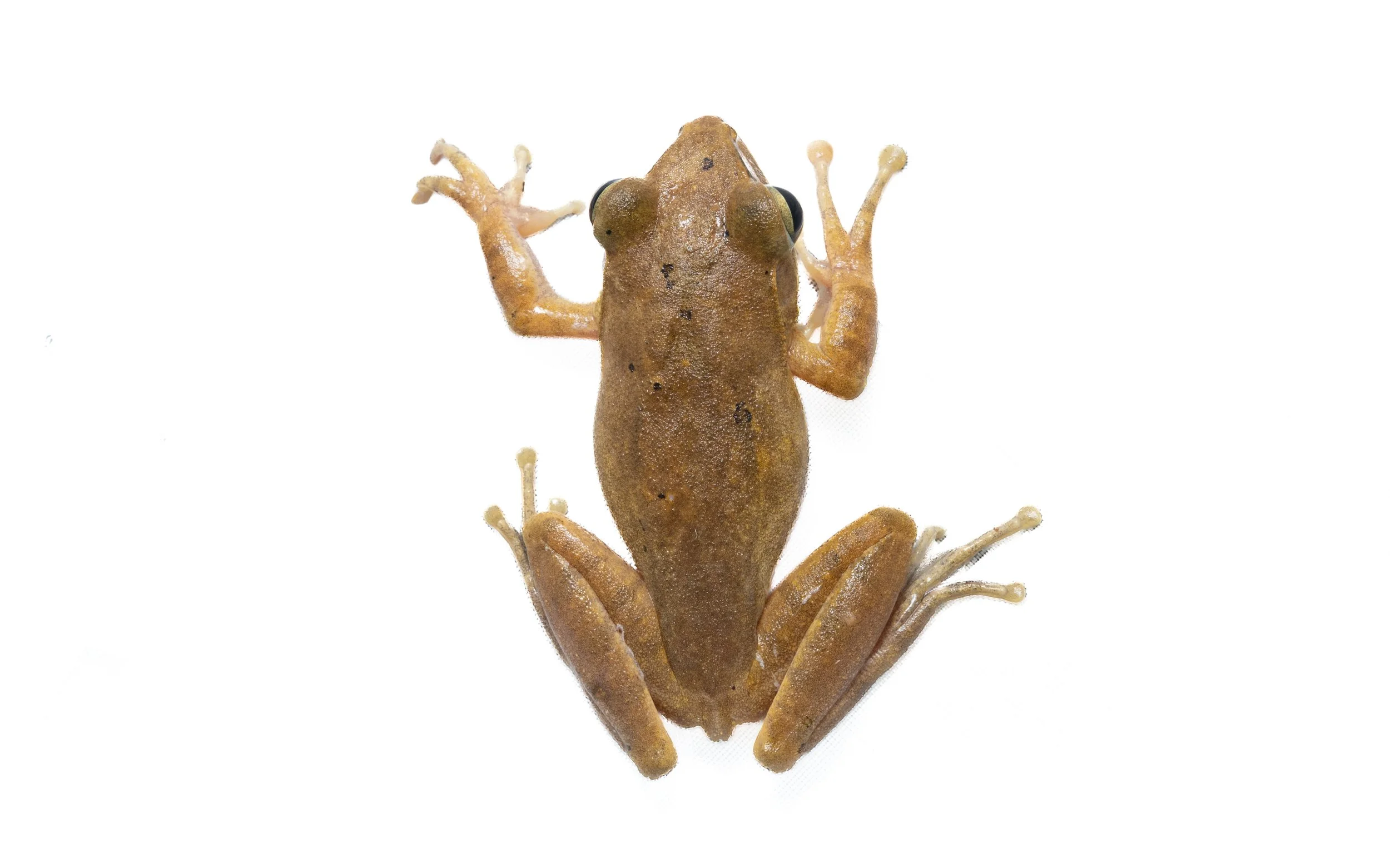 Brown Tree Frog - Polypedates megacephalus