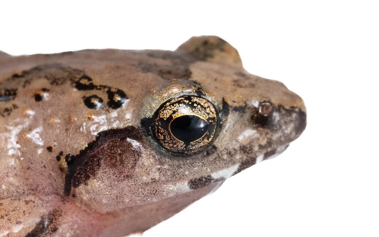 Romer's Tree Frog - Liuixalus romeri