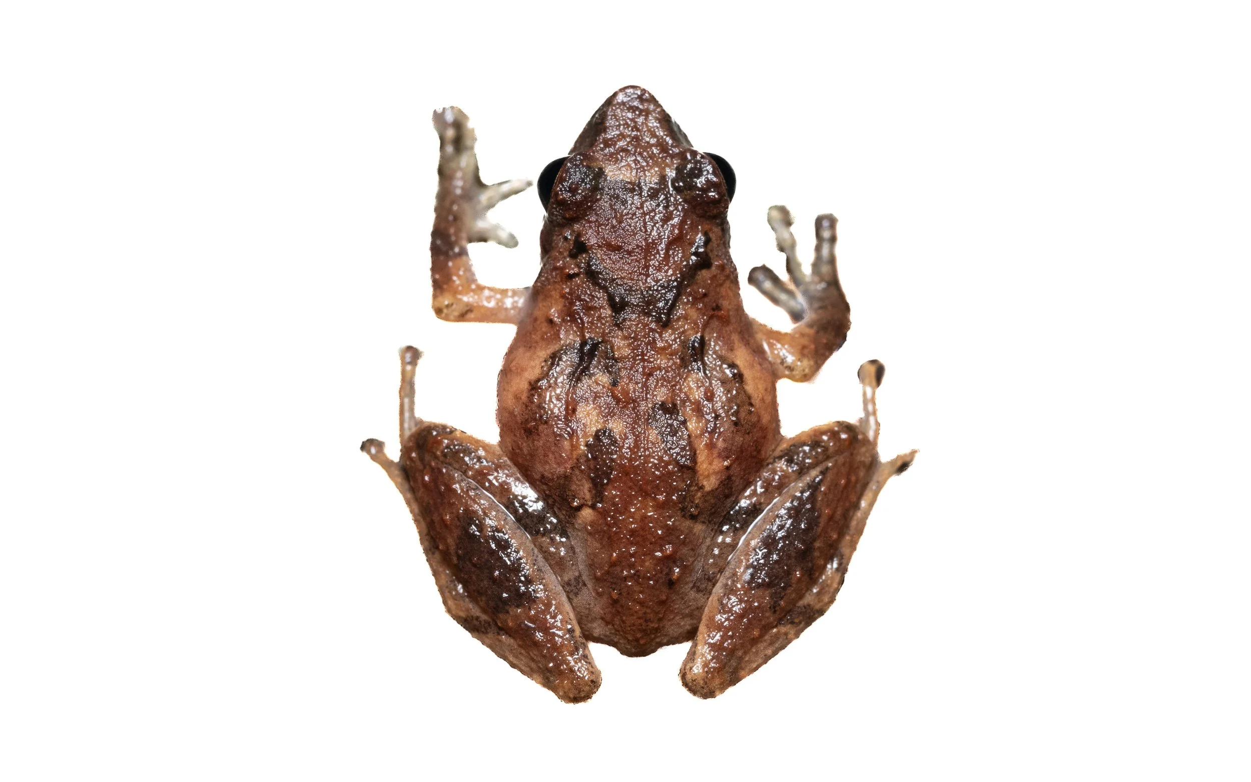 Romer's Tree Frog - Liuixalus romeri