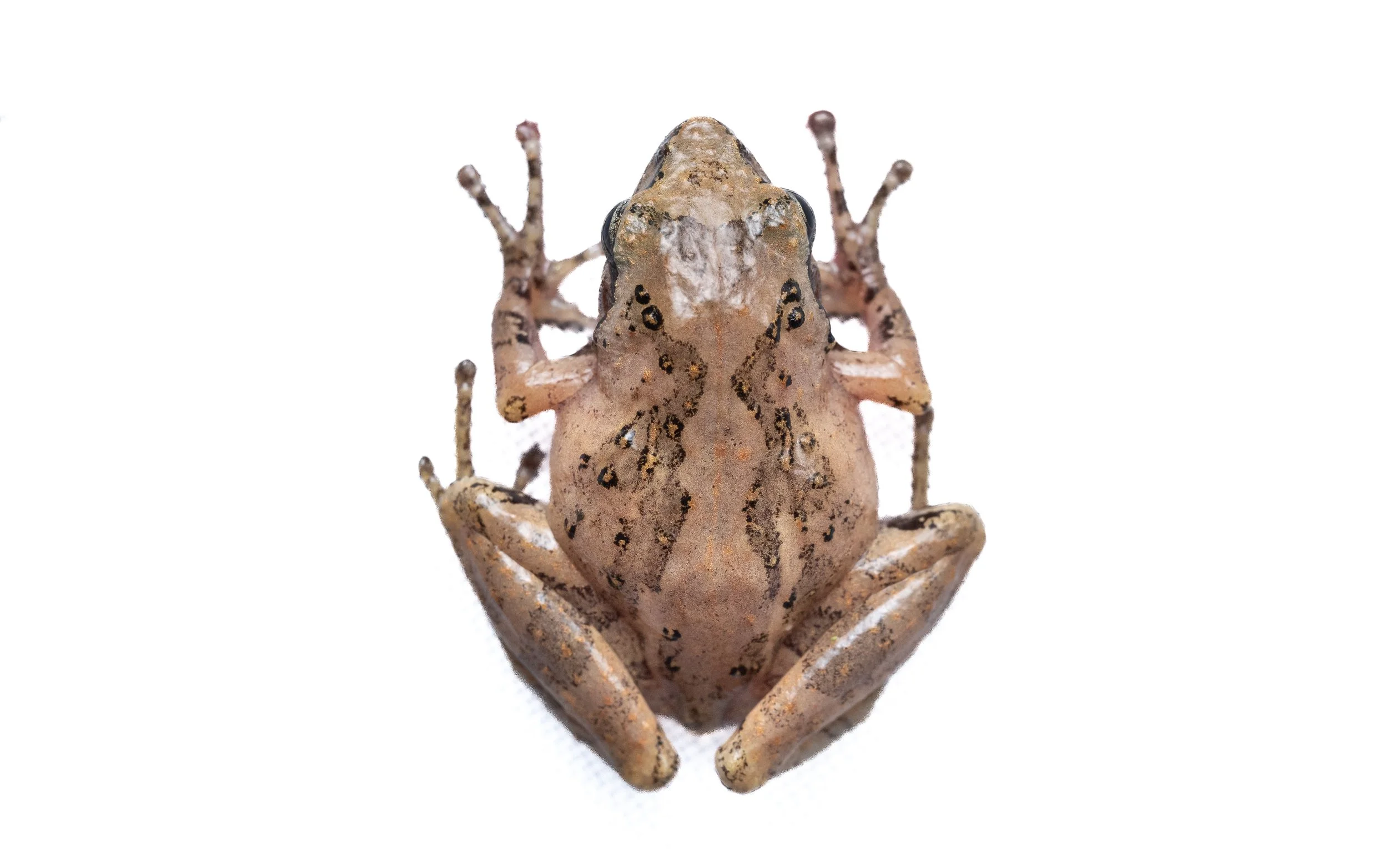 Romer's Tree Frog - Liuixalus romeri