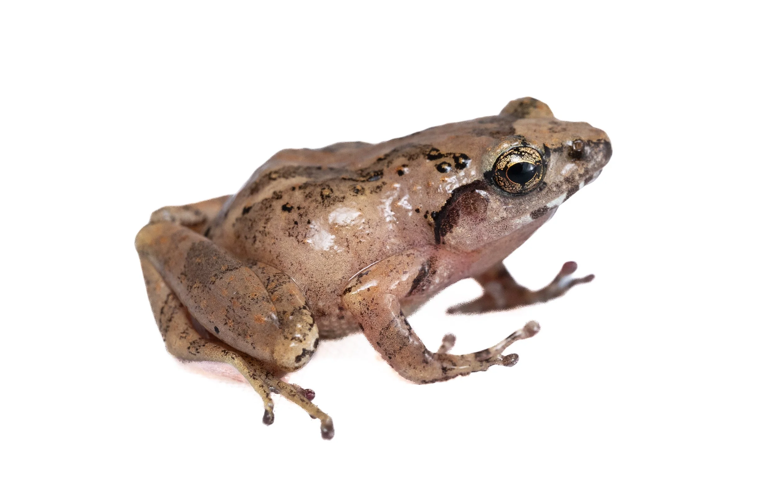 Romer's Tree Frog - Liuixalus romeri